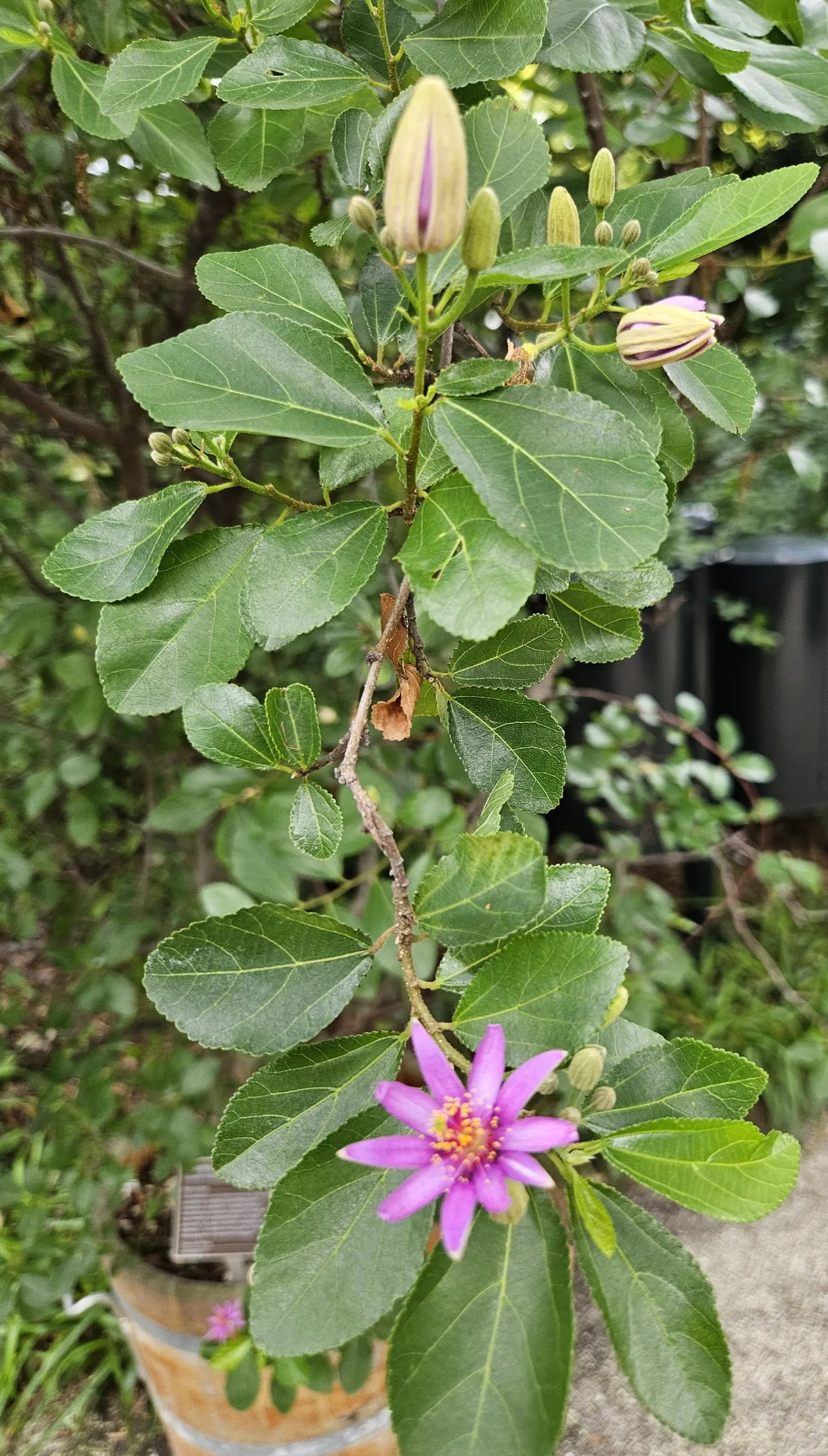 Lavender Starflower (Grewia Occidentalis) — While it thrives in full sun to partial shade, it requires well-drained soil for optimal growth, image 65