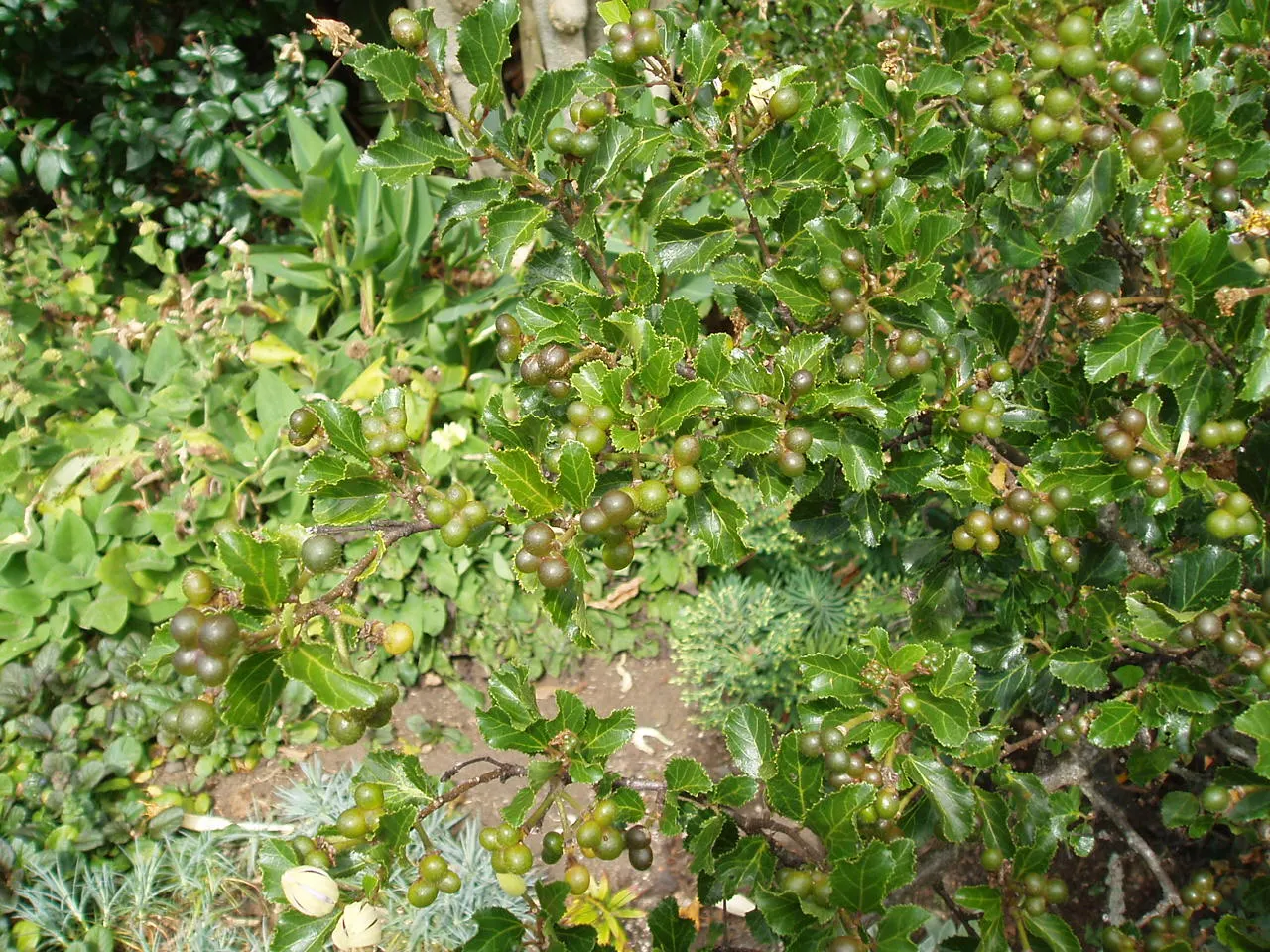 Lavender Starflower (Grewia Occidentalis) — with the botanical name Grewia occidentalis