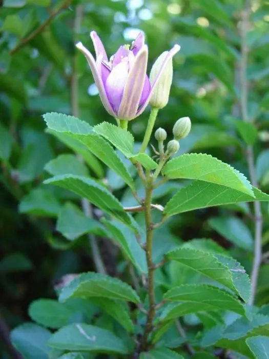 Lavender Starflower (Grewia Occidentalis) — It can be trained as a small tree, espaliered against a wall, or grown as a border plant in garden, image 62