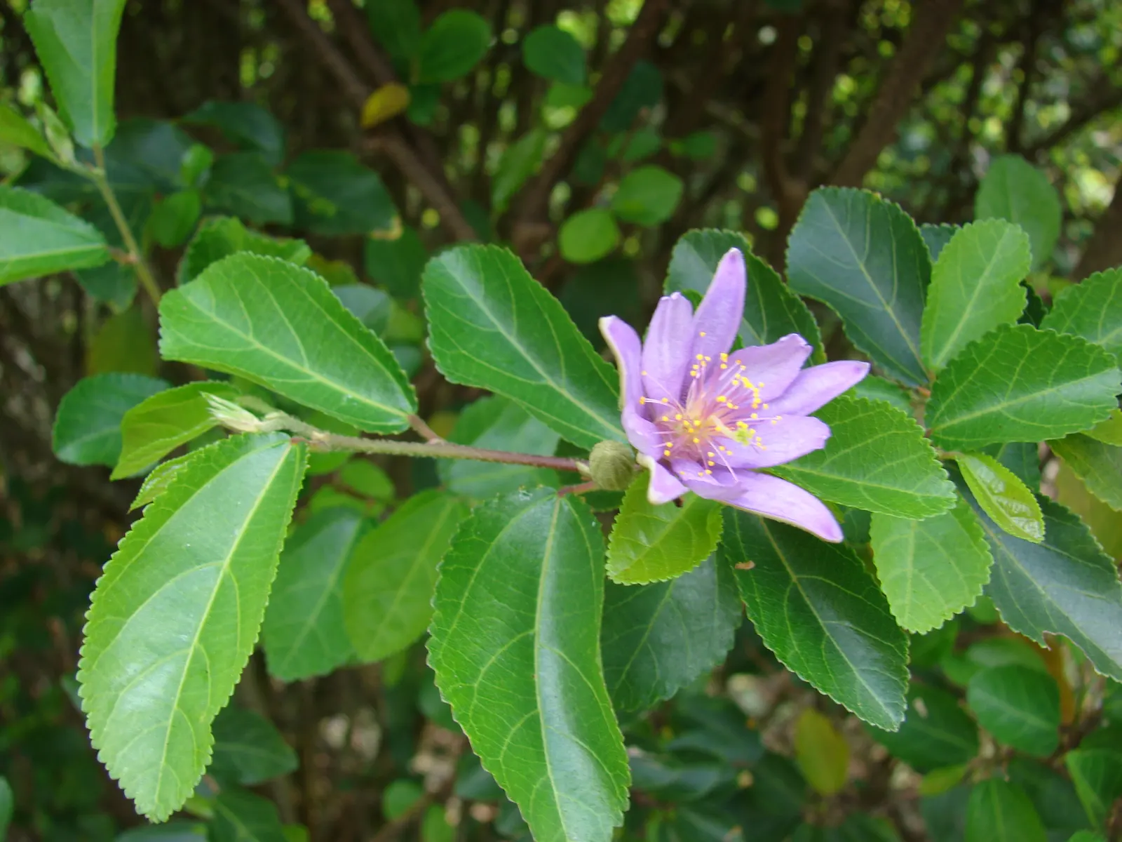 Lavender Starflower (Grewia Occidentalis) — which measure about 1 to 2 inches long