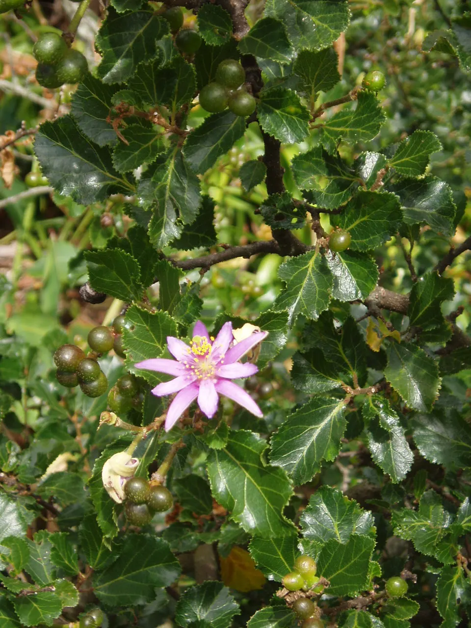 Lavender Starflower (Grewia Occidentalis) — Its lush green foliage offers a dense, rounded habit, ideal for informal hedges