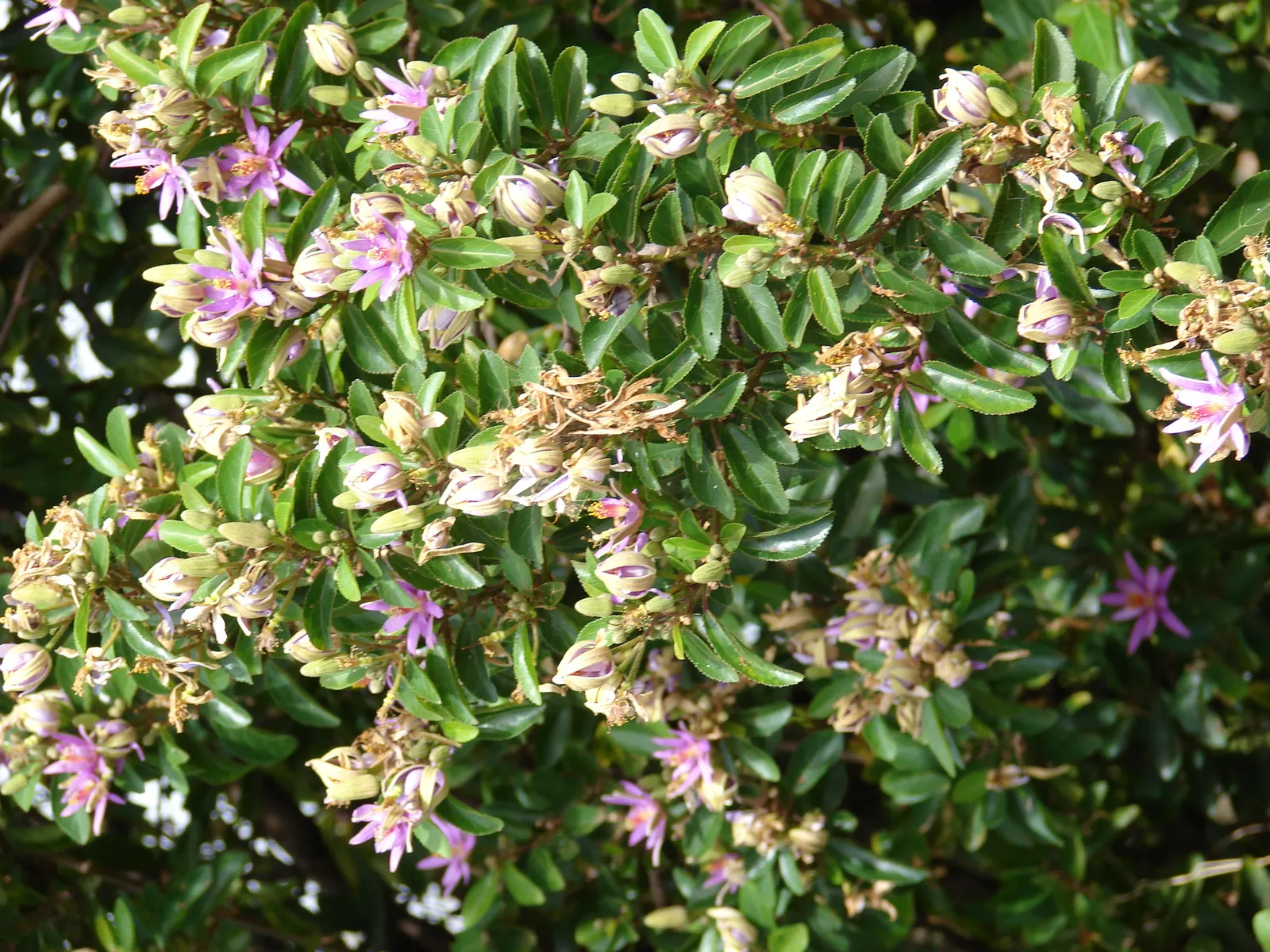 Lavender Starflower (Grewia Occidentalis) — Thrives in full sun to partial shade, with moderate water needs