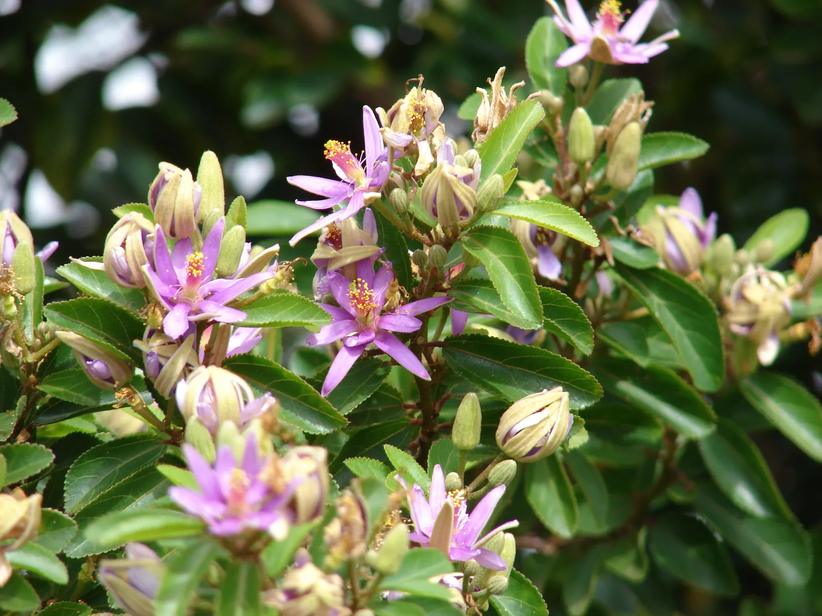 Lavender Starflower (Grewia Occidentalis) — is famed for its star-shaped; lavender-hued flowers that bloom profusely through spring and summer, image 59