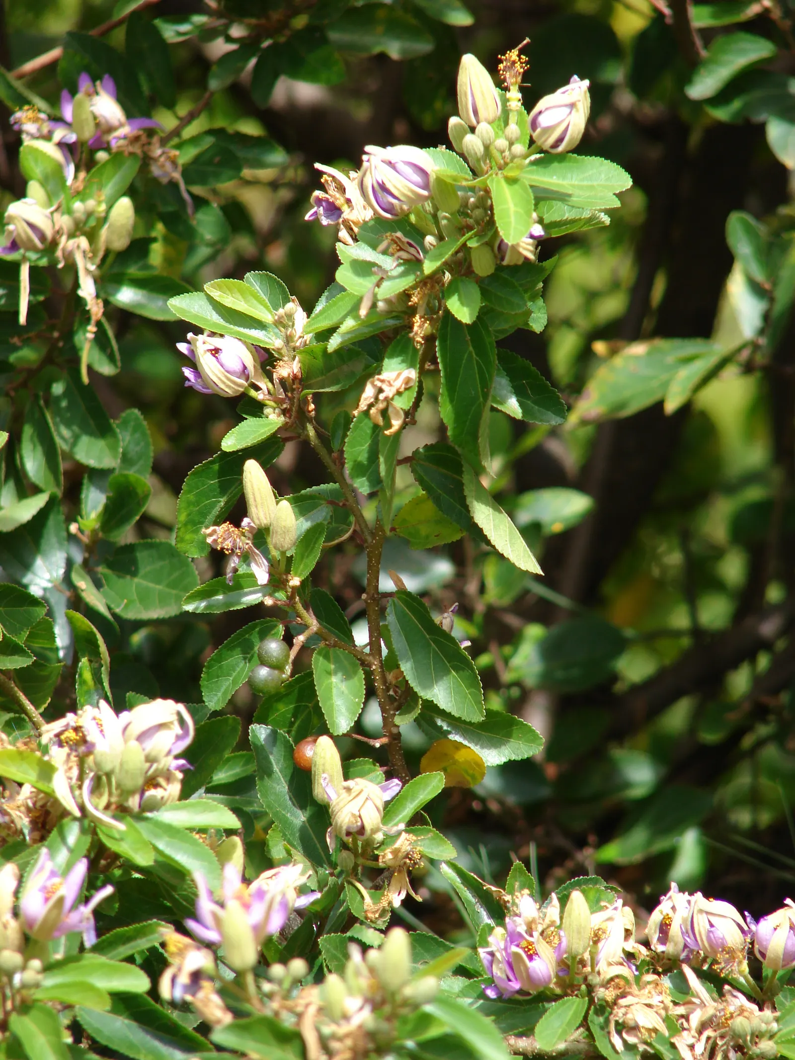 Lavender Starflower (Grewia Occidentalis) — the Lavender Starflower offers a manageable size suitable for a variety of garden applications; shrub, image 61
