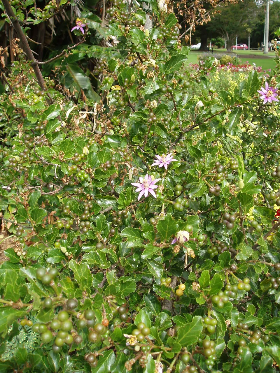 Lavender Starflower (Grewia Occidentalis) — The Lavender Starflower is drought-tolerant once established; is famed for its star-shaped, image 66