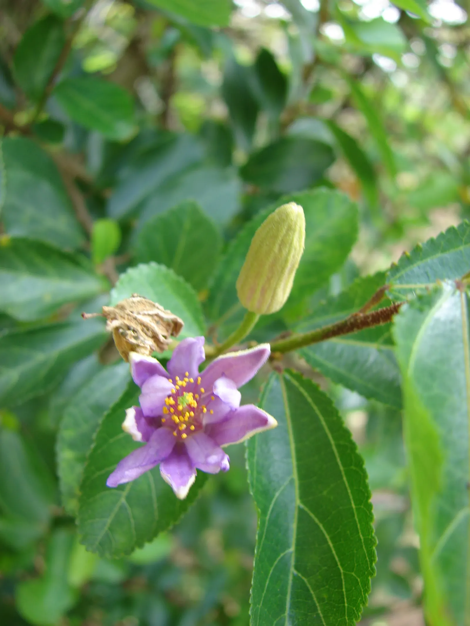 Lavender Starflower (Grewia Occidentalis) — is famed for its star-shaped