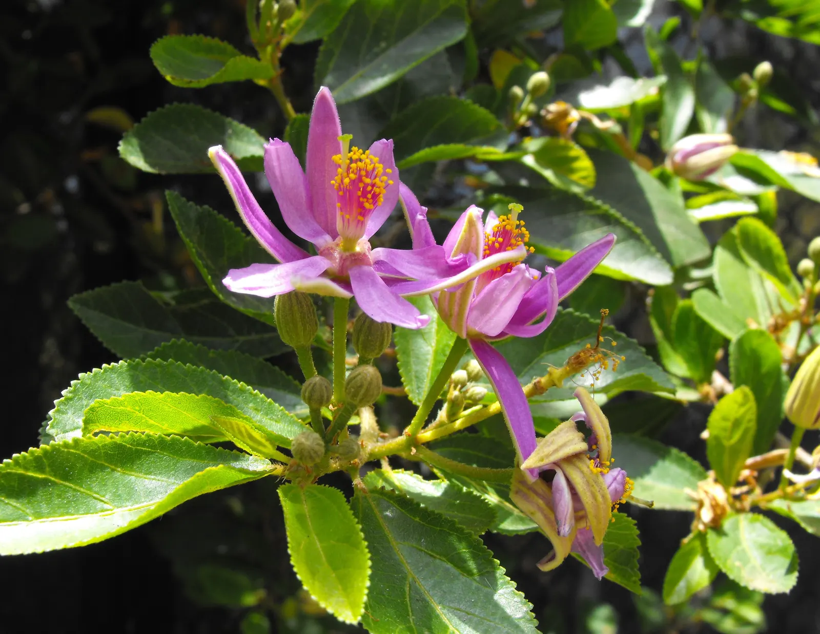 Lavender Starflower (Grewia Occidentalis) — which measure about 1 to 2 inches long, image 63