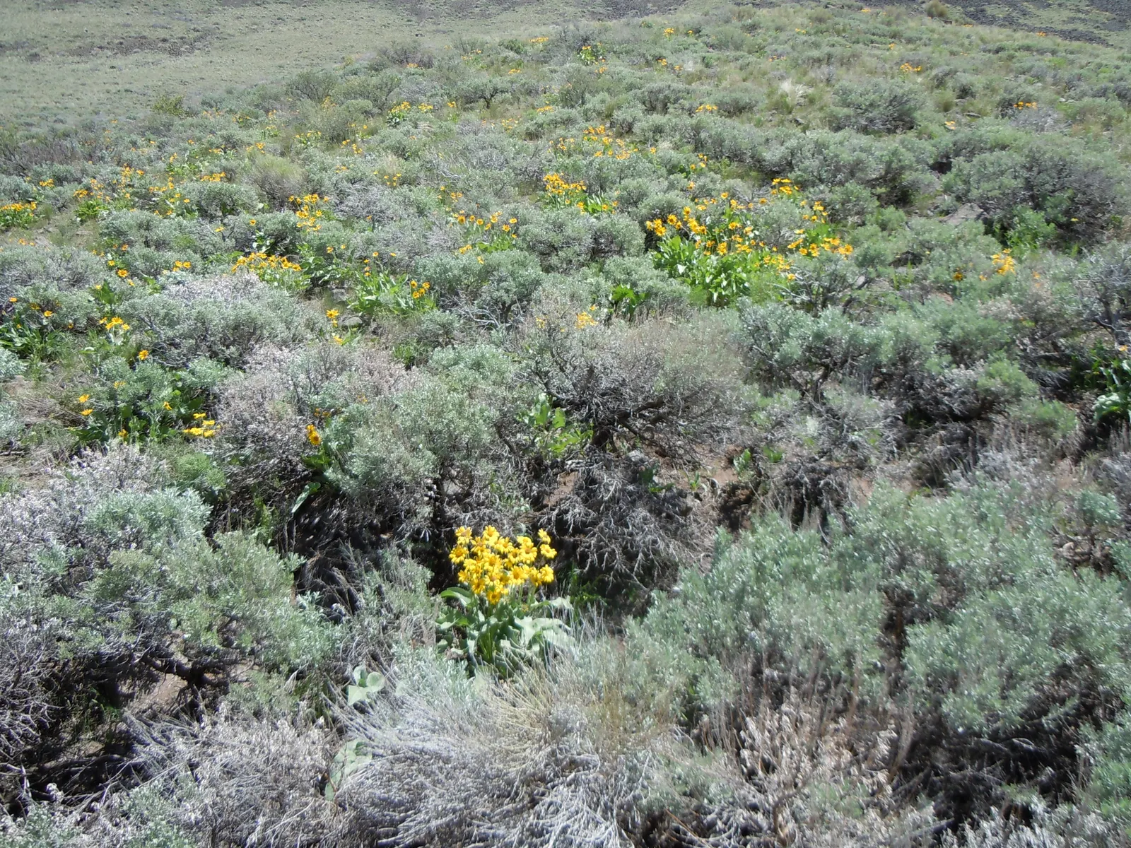 Arrowleaf Balsamroot. (Balsamorhiza Sagittata) — enables it to withstand long dry periods.<br><br>For gardeners keen on attracting pollinators; consider its
