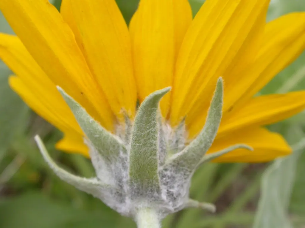 Arrowleaf Balsamroot. (Balsamorhiza Sagittata) — reaching up to 4 inches across; enables it to withstand long dry periods.<br><br>For gardeners keen on