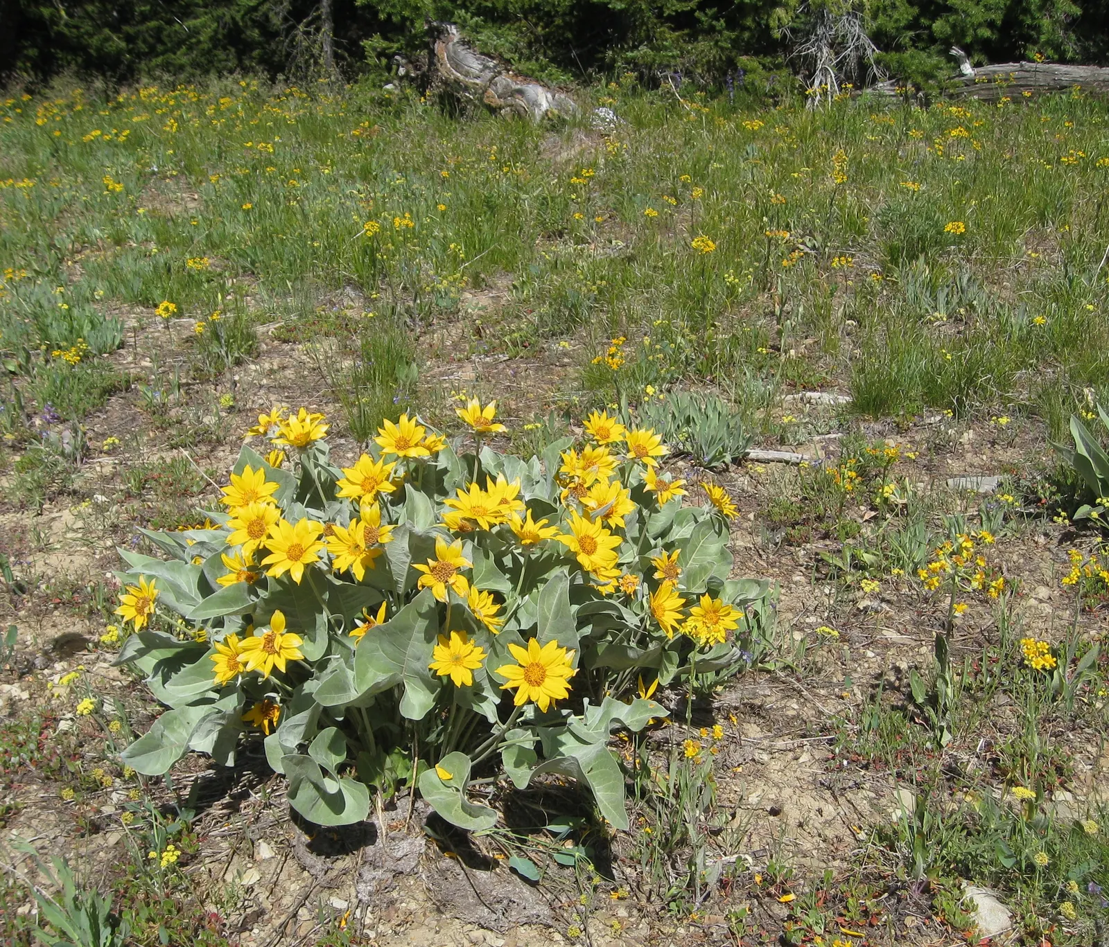 Arrowleaf Balsamroot. (Balsamorhiza Sagittata) — scientifically known as Balsamorhiza sagittata