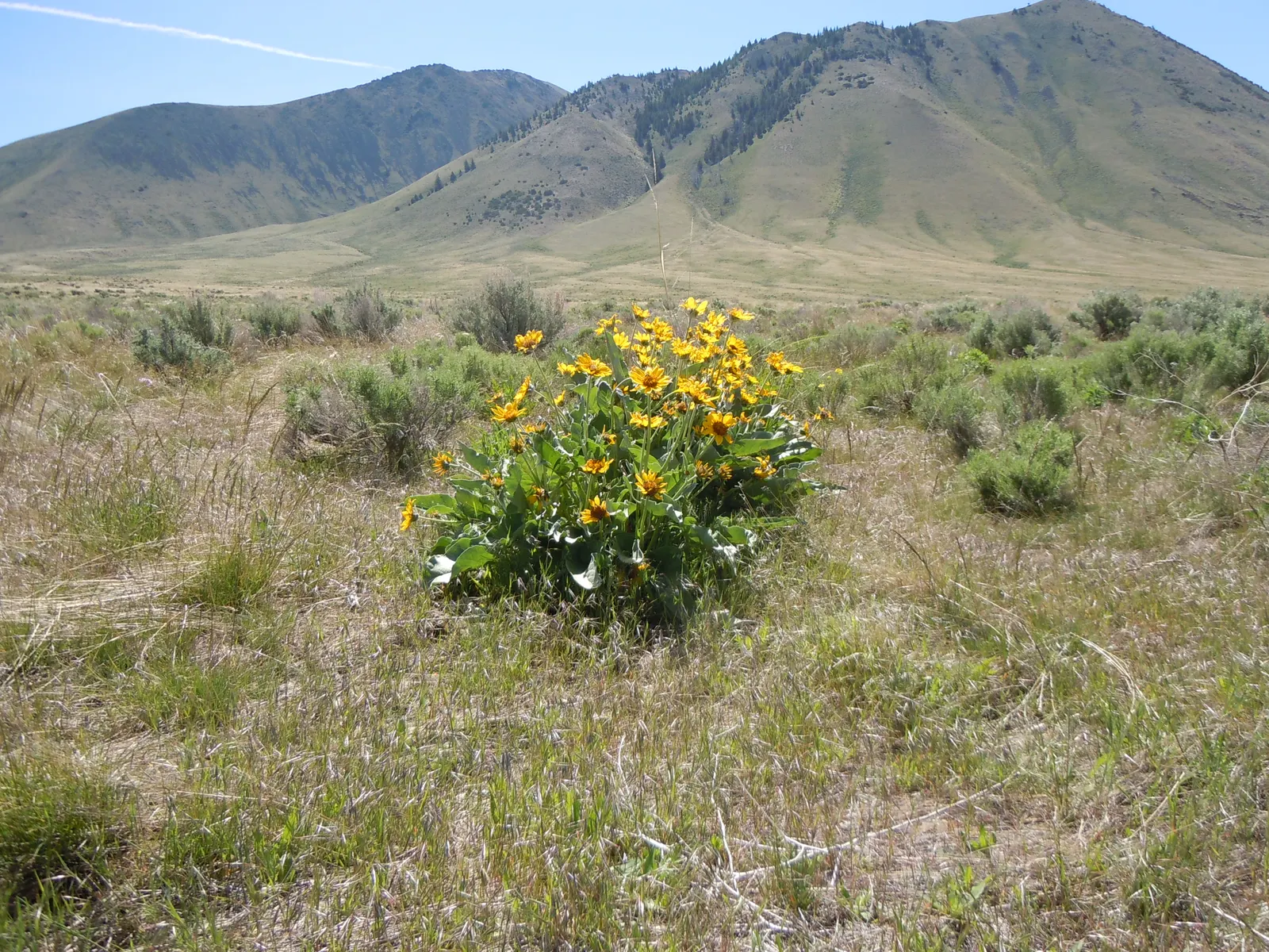 Arrowleaf Balsamroot. (Balsamorhiza Sagittata) — adapting well to USDA plant hardiness zones 4 to 8.<br><br>The plant is renowned for its vibrant, image 40