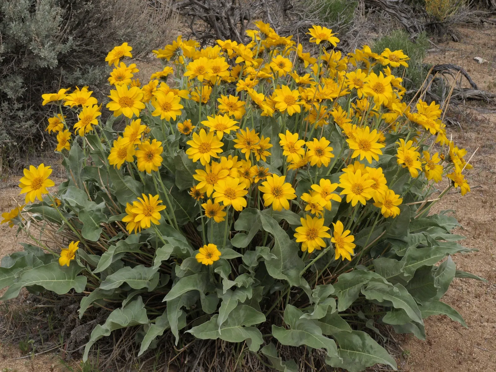Arrowleaf Balsamroot. (Balsamorhiza Sagittata) — scientifically known as Balsamorhiza sagittata; when incorporating this plant into landscaping, image 68