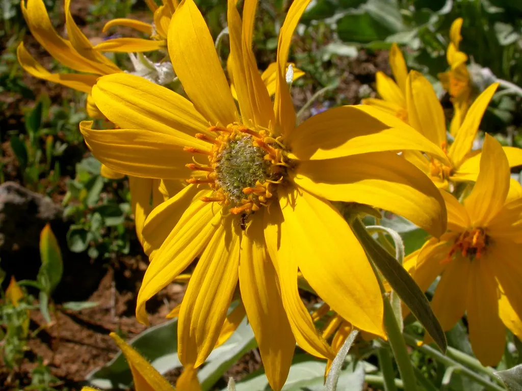 Arrowleaf Balsamroot. (Balsamorhiza Sagittata) — consider its full-sun preference and its ability to naturalize over time; arrow-shaped leaves that are covered