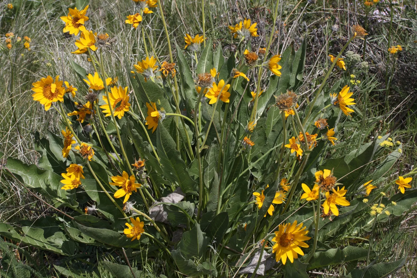 Arrowleaf Balsamroot. (Balsamorhiza Sagittata) — The foliage of the Arrowleaf Balsamroot is equally eye-catching with its broad