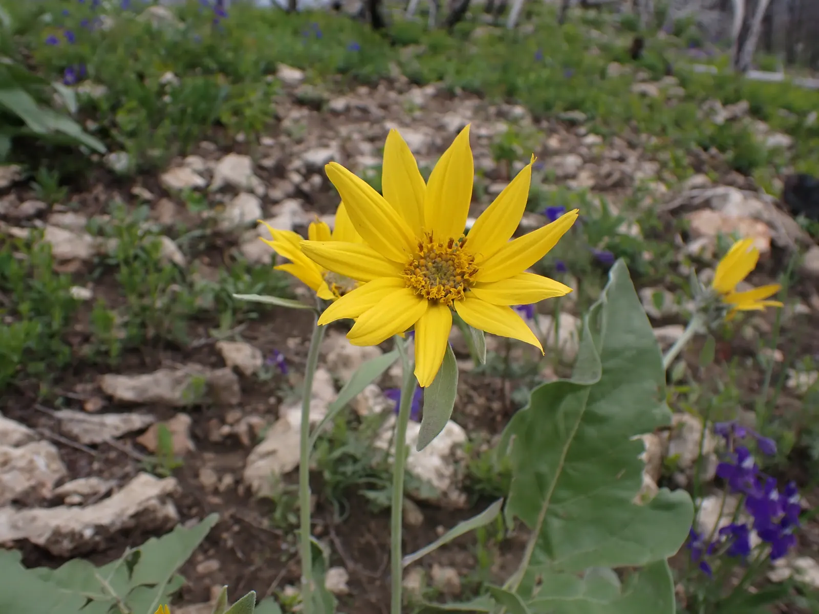 Arrowleaf Balsamroot. (Balsamorhiza Sagittata) — sunflower-like blossoms up to 4 inches across; forming expansive and colorful drifts that add, image 94