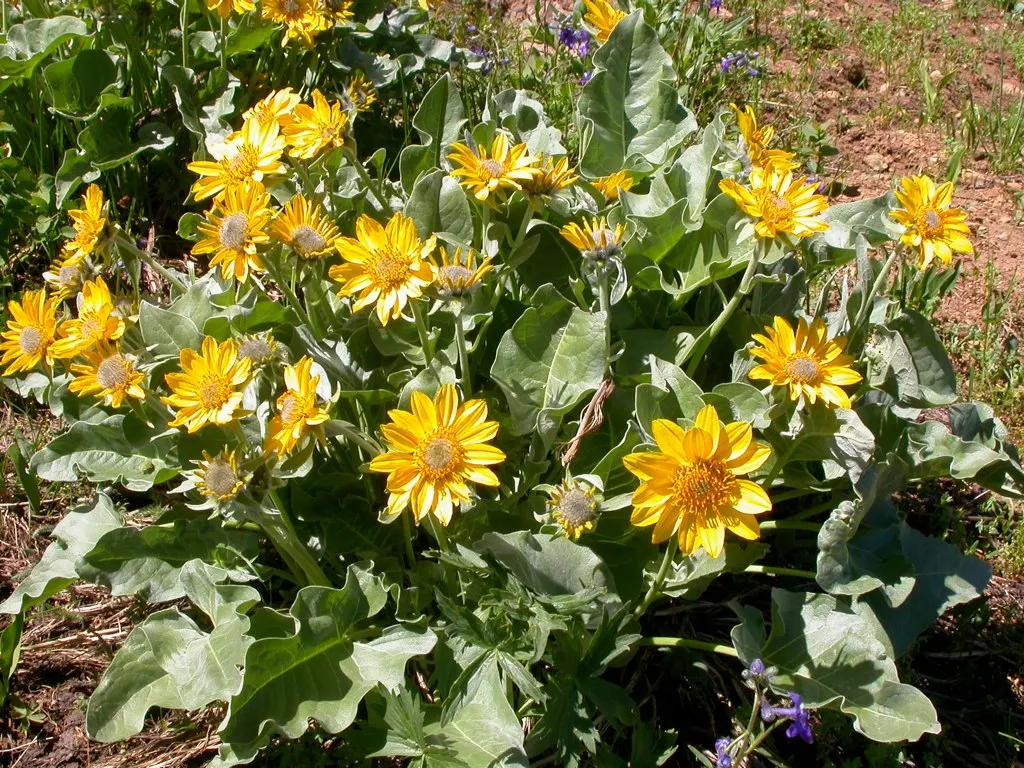 Arrowleaf Balsamroot. (Balsamorhiza Sagittata) — forming expansive and colorful drifts that add texture and warm hues to the garden setting