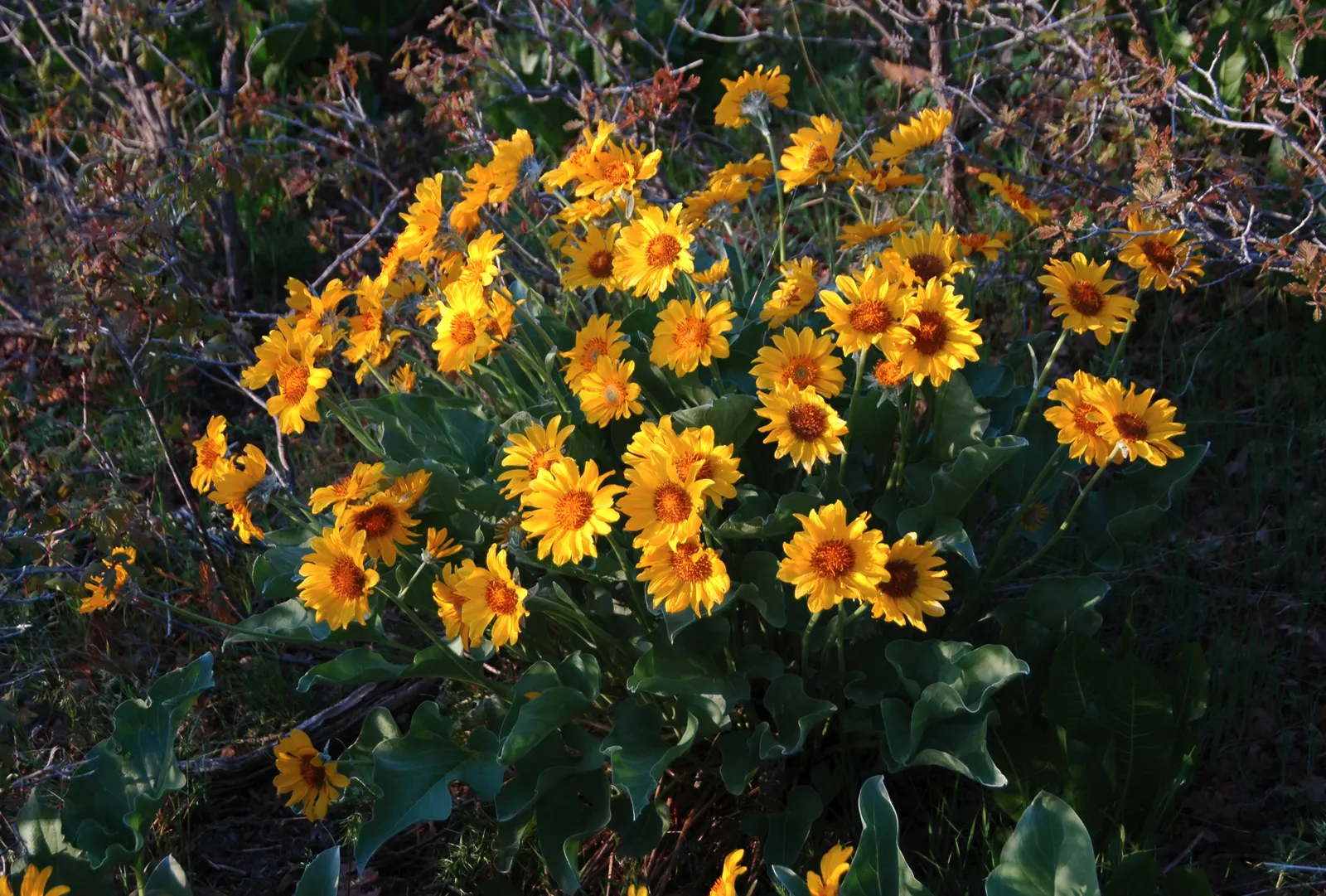Arrowleaf Balsamroot. (Balsamorhiza Sagittata) — unbranched stems that can stand up to 30 inches in height; yellow flowers in the garden