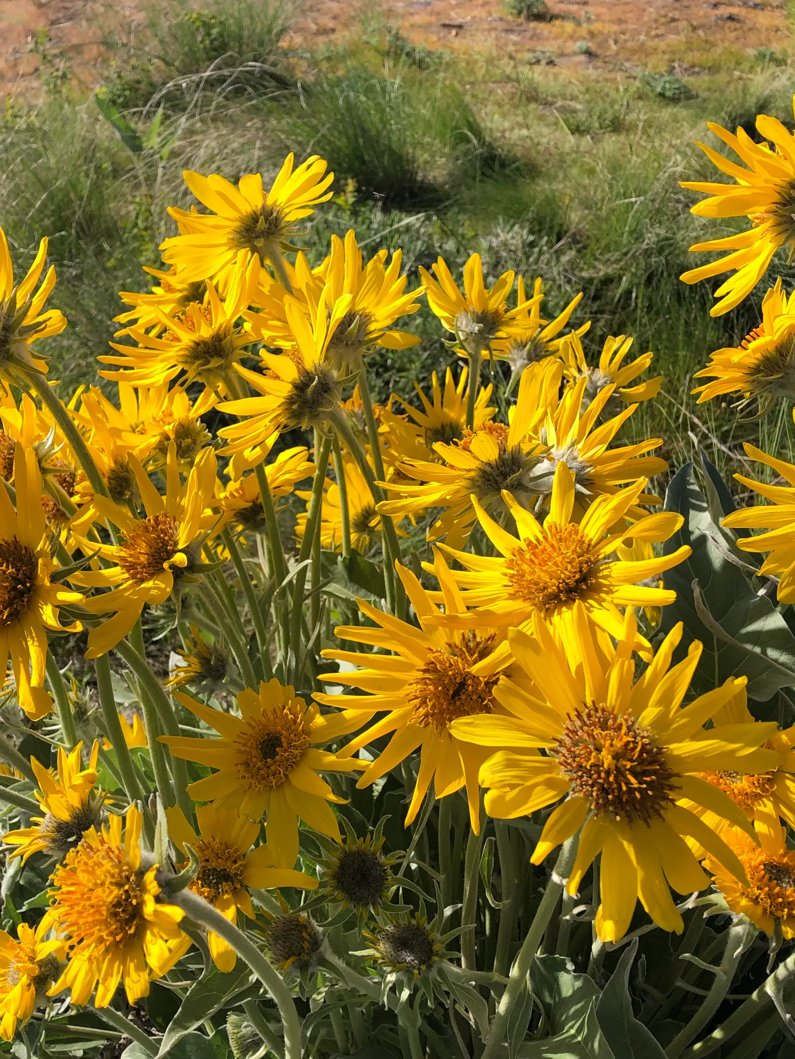 Arrowleaf Balsamroot. (Balsamorhiza Sagittata) — Ideal for xeriscaping, it blooms in late spring, providing a vibrant yellow display and attracting, image 66