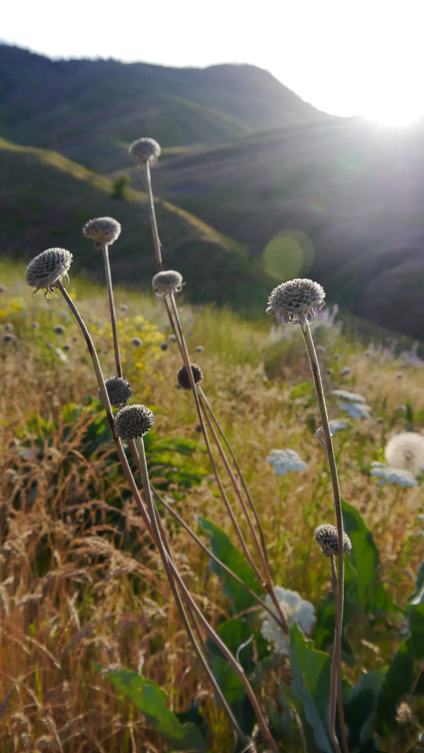 Arrowleaf Balsamroot. (Balsamorhiza Sagittata) — Drought-tolerant once established, it's a low-maintenance choice for naturalistic landscapes