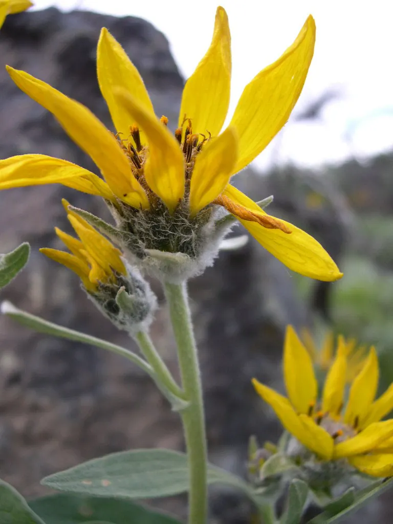 Arrowleaf Balsamroot. (Balsamorhiza Sagittata) — unbranched stems that can stand up to 30 inches in height