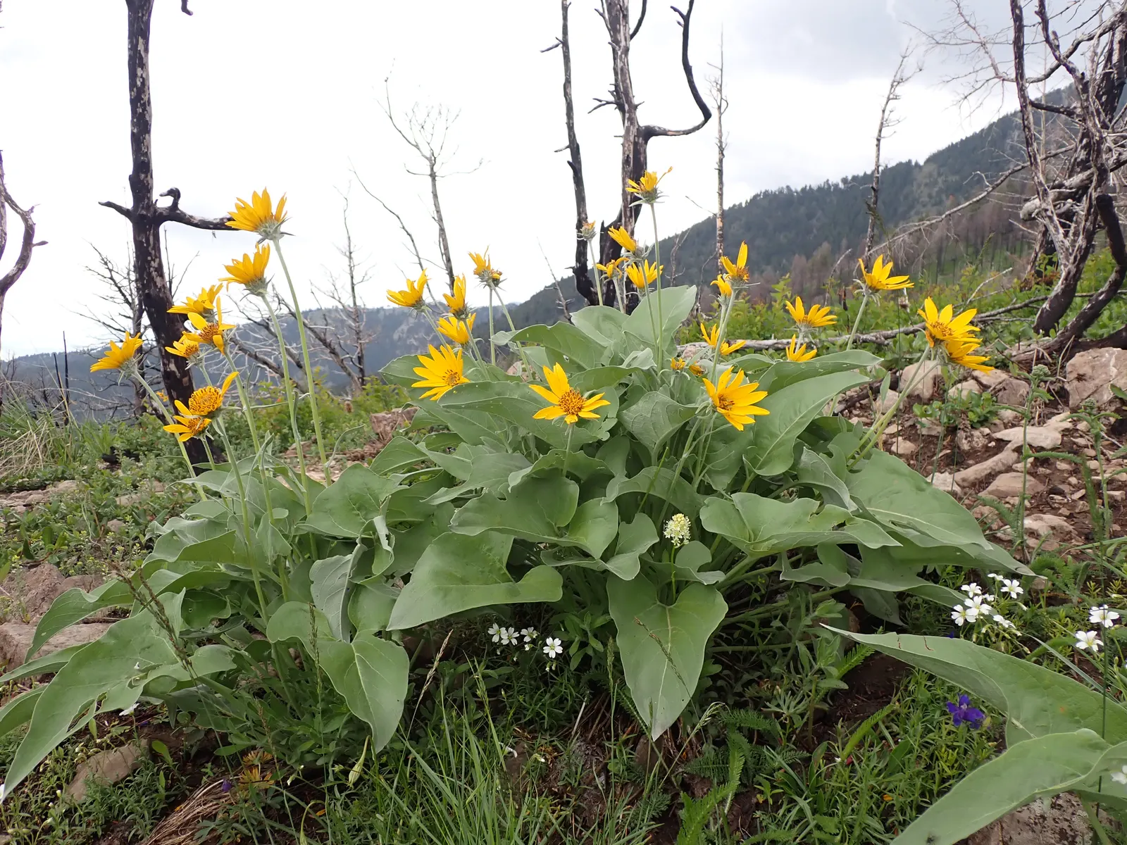 Arrowleaf Balsamroot. (Balsamorhiza Sagittata) — arrow-shaped leaves that are covered in fine silvery hairs; reaching up to 4 inches across