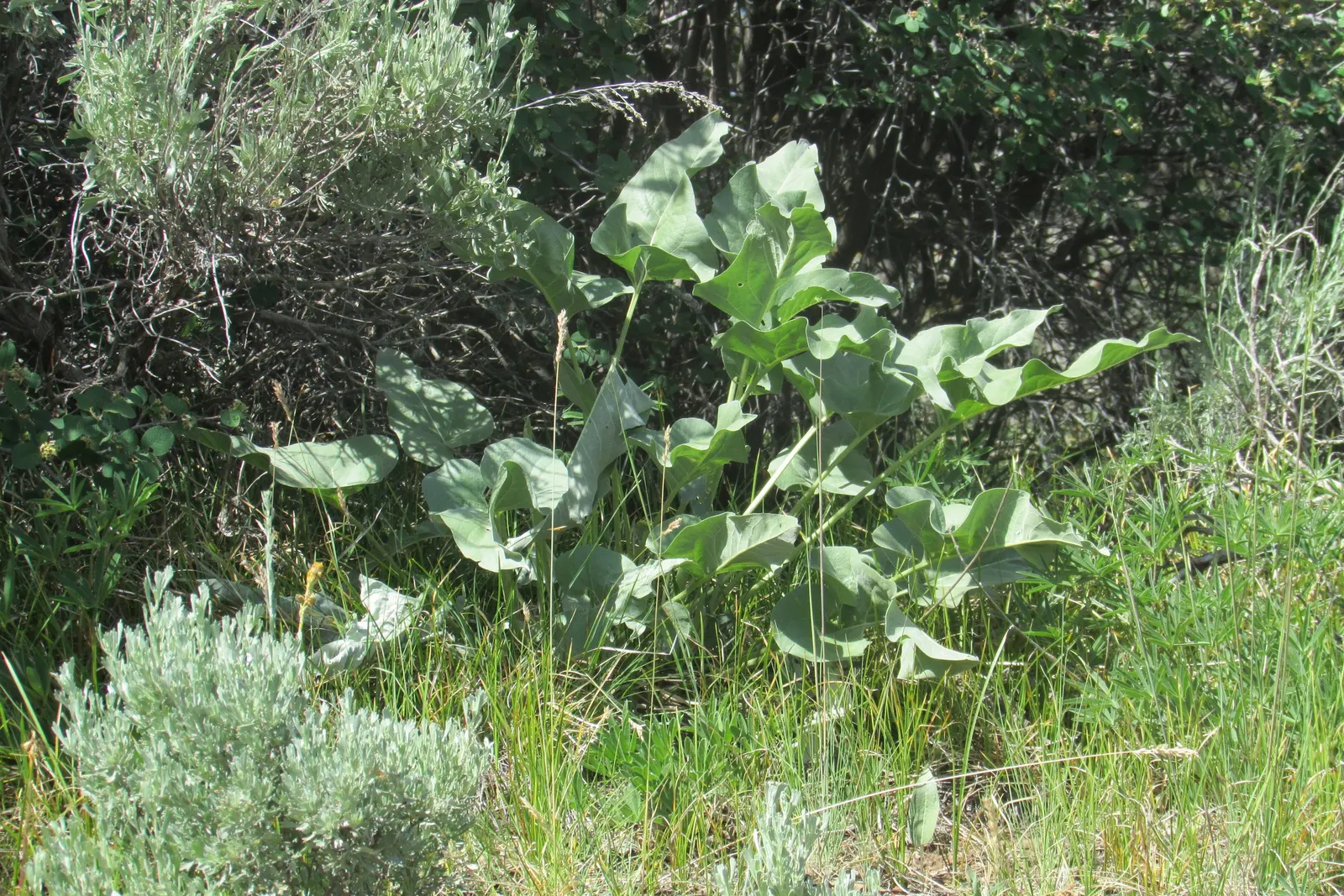 Arrowleaf Balsamroot. (Balsamorhiza Sagittata) — yellow flowers in the garden; unbranched stems that can stand up to 30 inches in height