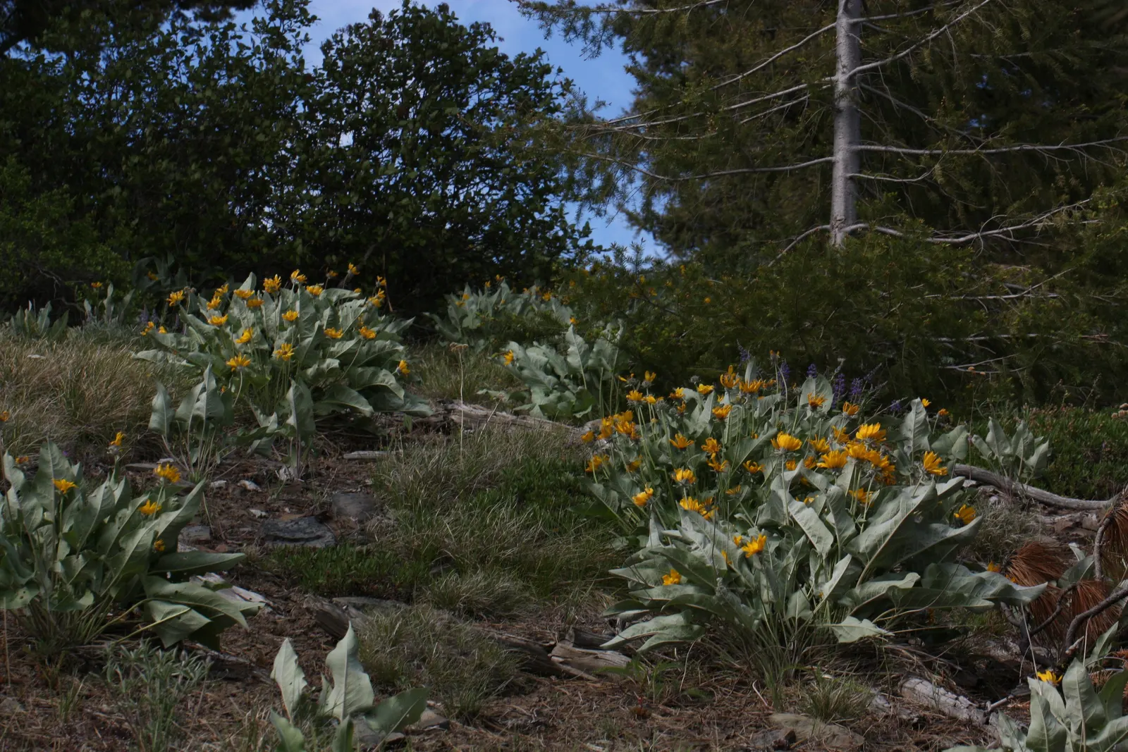 Arrowleaf Balsamroot. (Balsamorhiza Sagittata) — the Arrowleaf Balsamroot is a veritable magnet for bees and butterflies