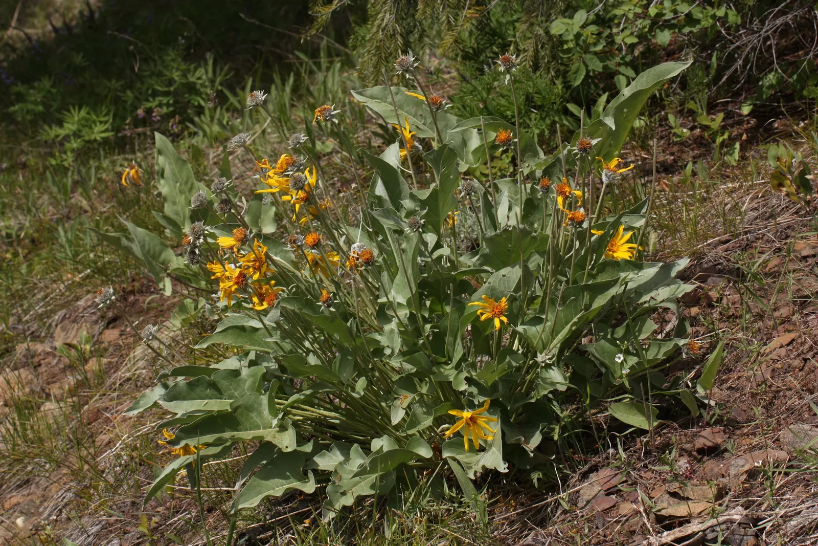Arrowleaf Balsamroot. (Balsamorhiza Sagittata) — forming expansive and colorful drifts that add texture and warm hues to the garden setting; the Arrowleaf