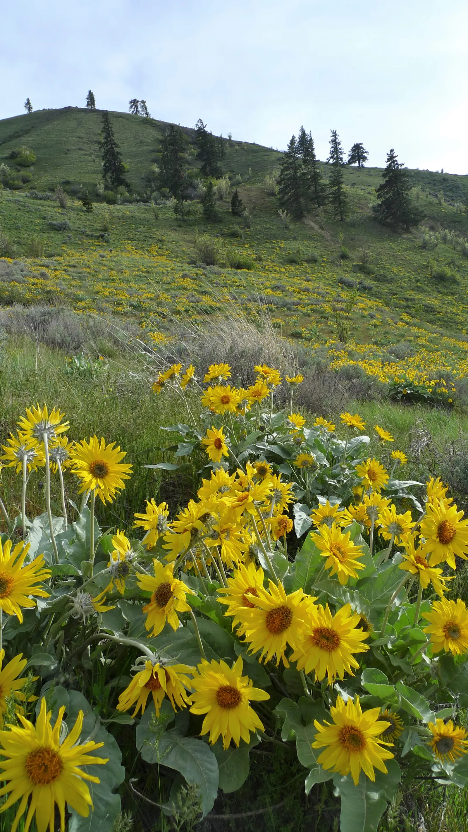 Arrowleaf Balsamroot. (Balsamorhiza Sagittata) — Arrowleaf Balsamroot (Balsamorhiza sagittata) is a resilient perennial; sunflower-like blossoms up, image 91