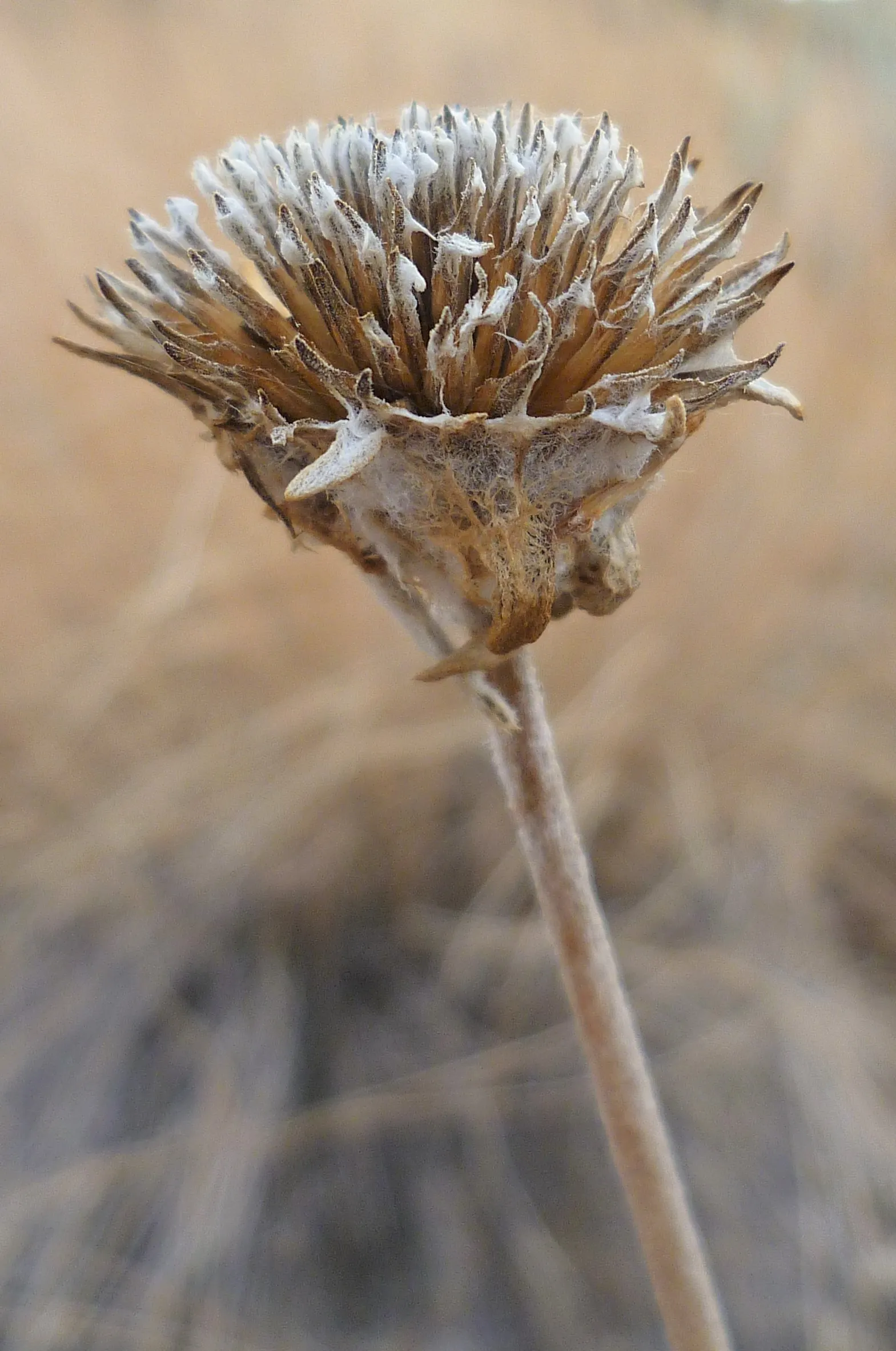 Arrowleaf Balsamroot. (Balsamorhiza Sagittata) — it does not tolerate transplanting well due to its deep taproot system