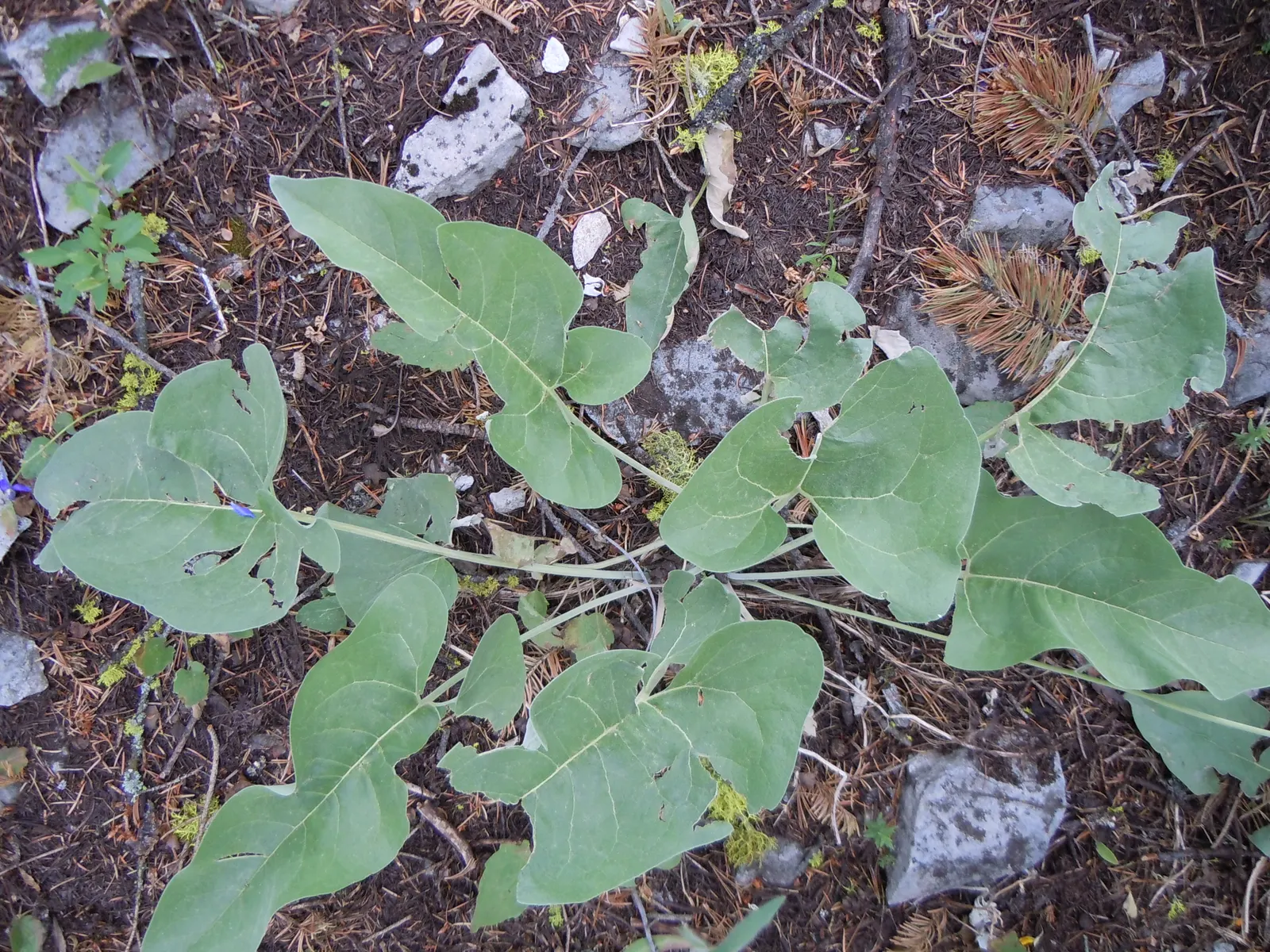 Arrowleaf Balsamroot. (Balsamorhiza Sagittata) — Drought-tolerant once established, it's a low-maintenance choice for naturalistic landscapes; giving them a