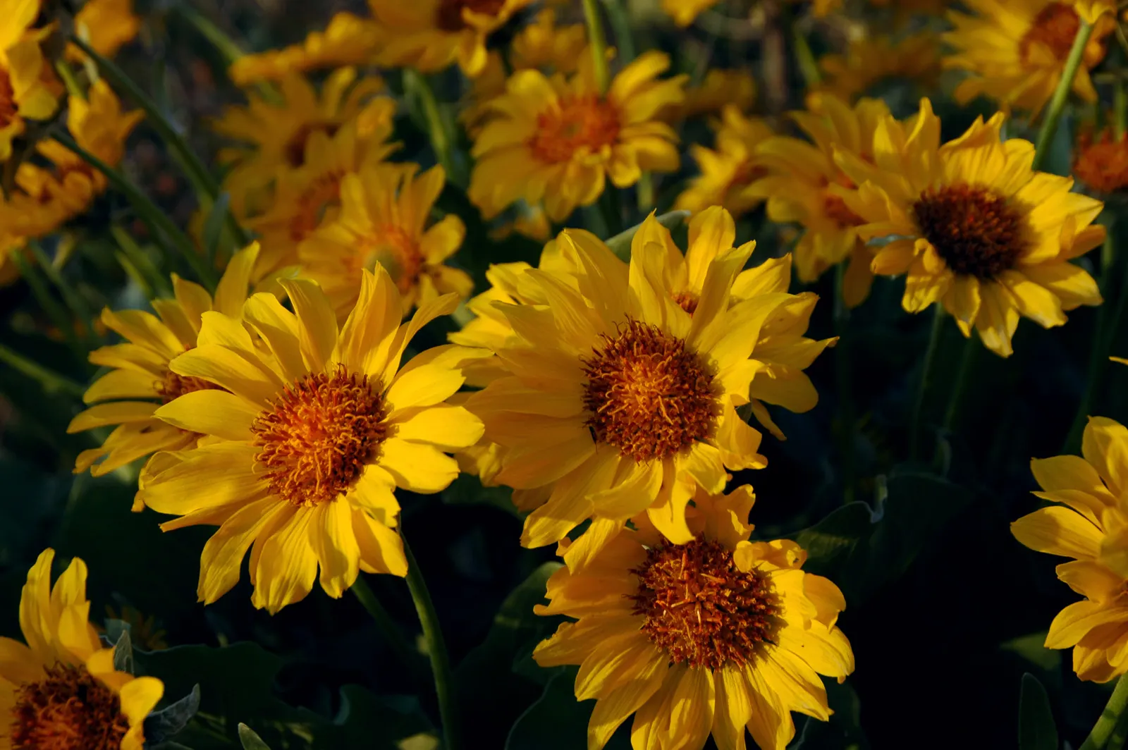 Arrowleaf Balsamroot. (Balsamorhiza Sagittata) — the Arrowleaf Balsamroot is a veritable magnet for bees and butterflies; arrowleaf Balsamroot (Balsamorhiza