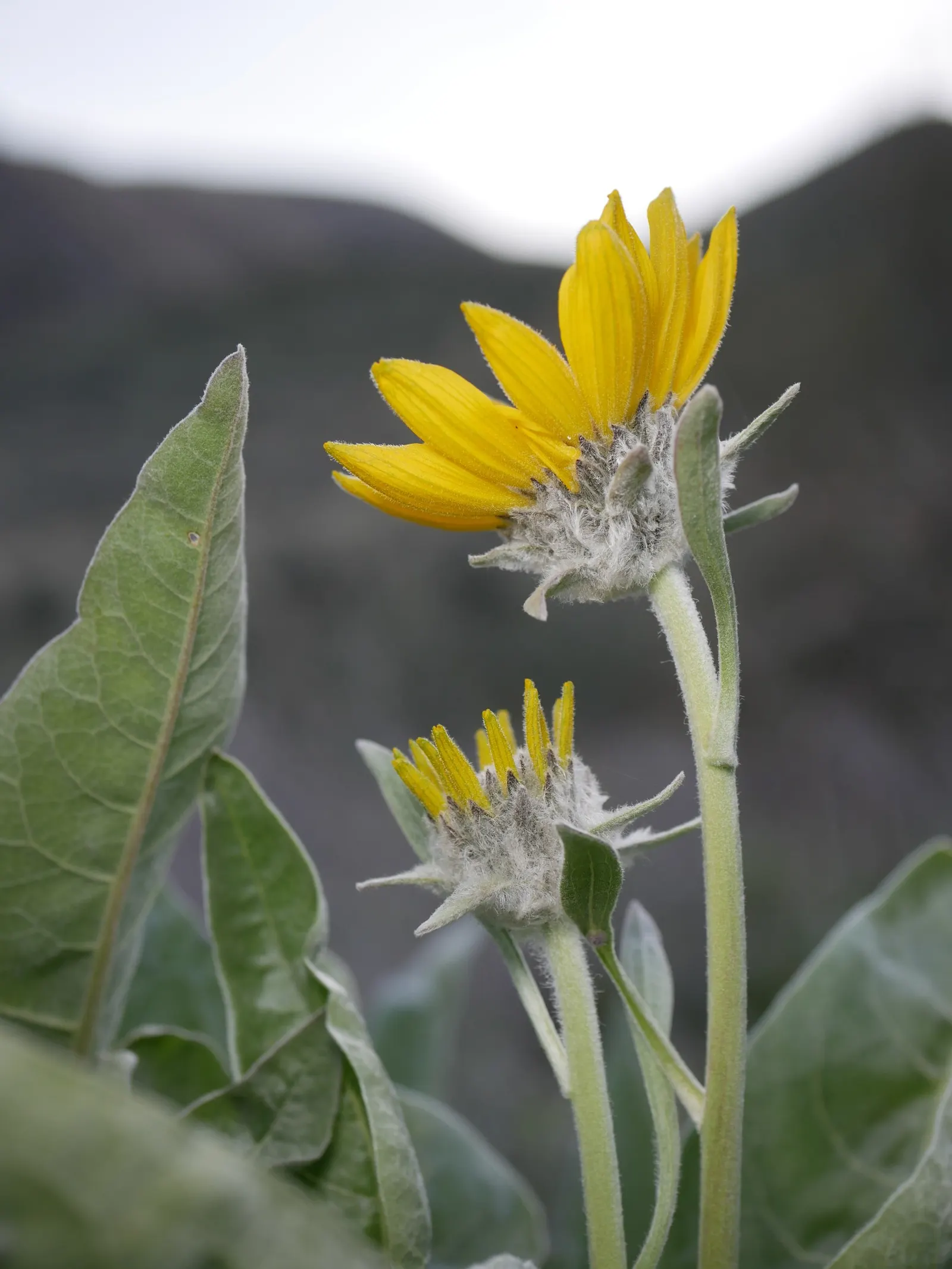 Arrowleaf Balsamroot. (Balsamorhiza Sagittata) — Arrowleaf Balsamroot (Balsamorhiza sagittata) is a resilient perennial; sunflower-like blossoms up to 4 inches
