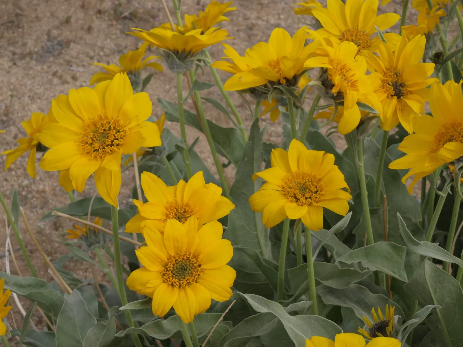 Arrowleaf Balsamroot. (Balsamorhiza Sagittata) — consider its full-sun preference and its ability to naturalize over time