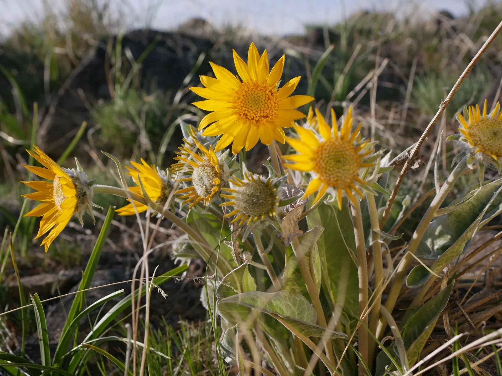 Arrowleaf Balsamroot. (Balsamorhiza Sagittata) — perennial with yellow blooms; often stretching several feet into the soil