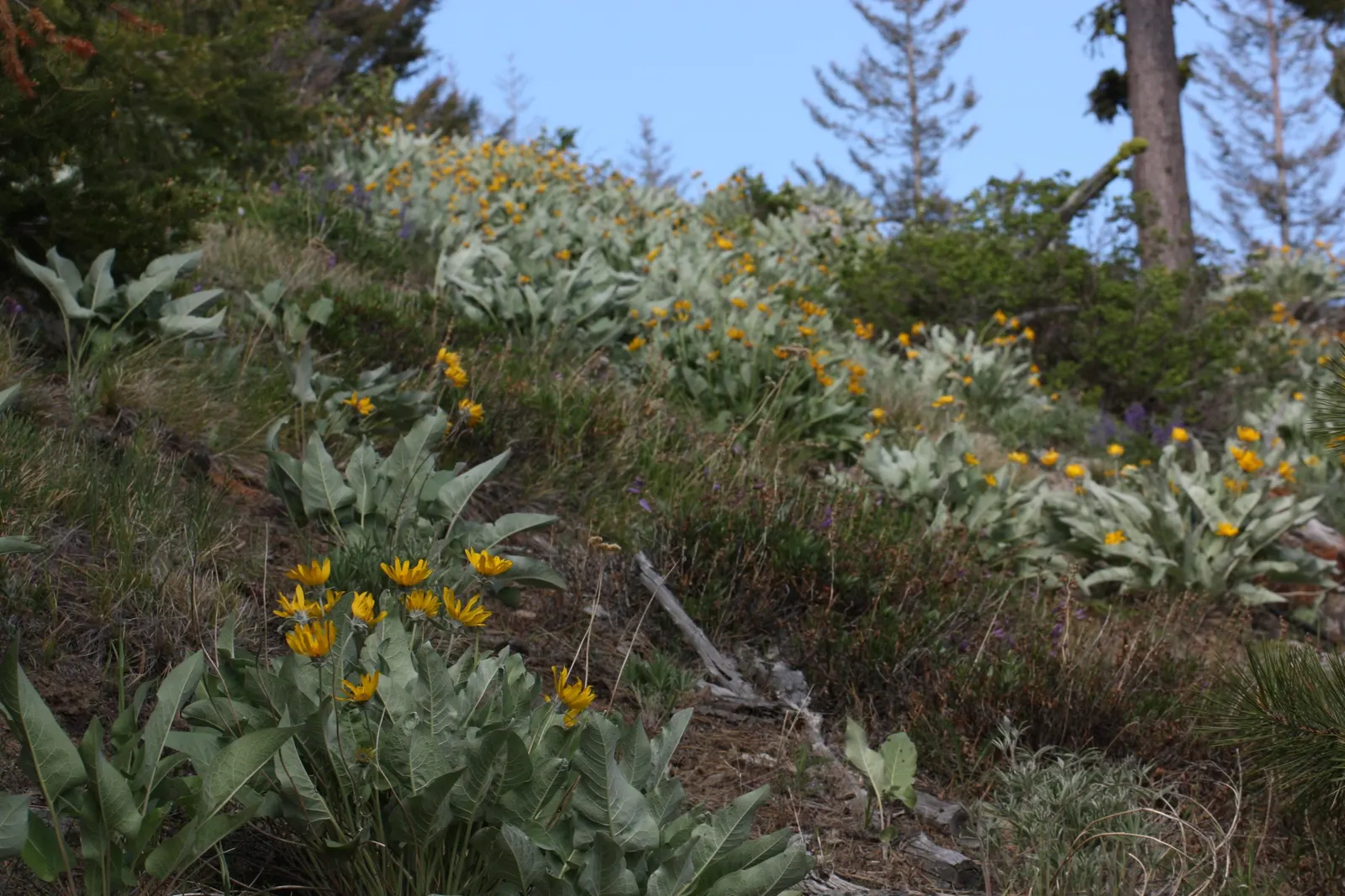 Arrowleaf Balsamroot. (Balsamorhiza Sagittata) — perennial for full