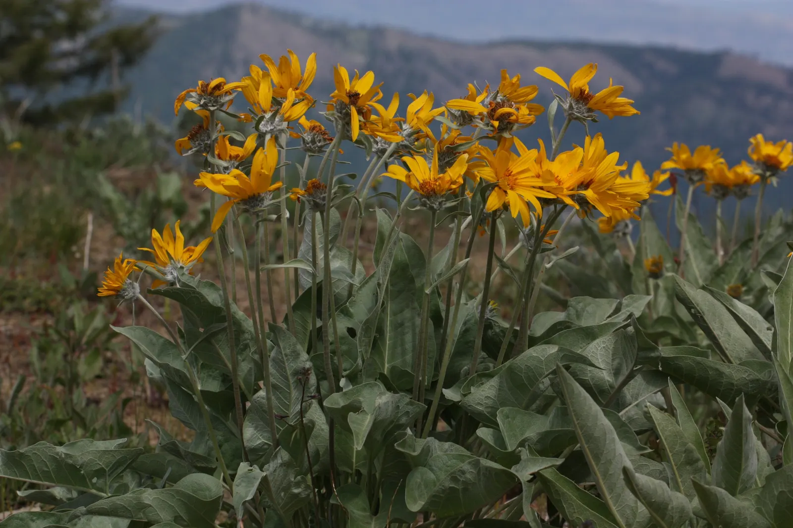 Arrowleaf Balsamroot. (Balsamorhiza Sagittata) — Arrowleaf Balsamroot is an excellent choice for xeriscaping and requires minimal irrigation once, image 48