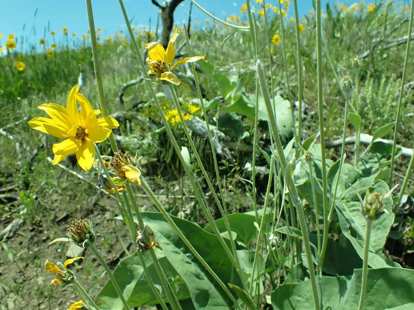 Arrowleaf Balsamroot. (Balsamorhiza Sagittata) — Ideal for xeriscaping, it blooms in late spring, providing a vibrant yellow display and attracting pollinators