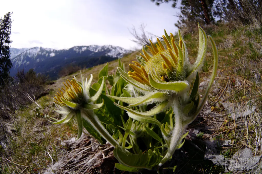 Arrowleaf Balsamroot. (Balsamorhiza Sagittata) — giving them a distinctive grayish-green appearance; making it a sustainable addition to any garden, image 76