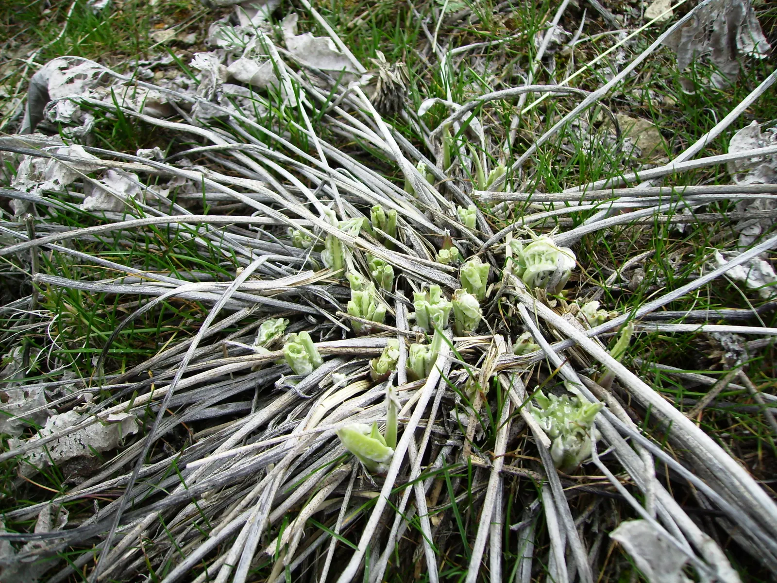 Arrowleaf Balsamroot. (Balsamorhiza Sagittata) — reaching up to 4 inches across; enables it to withstand long dry periods.<br><br>For gardeners, image 72