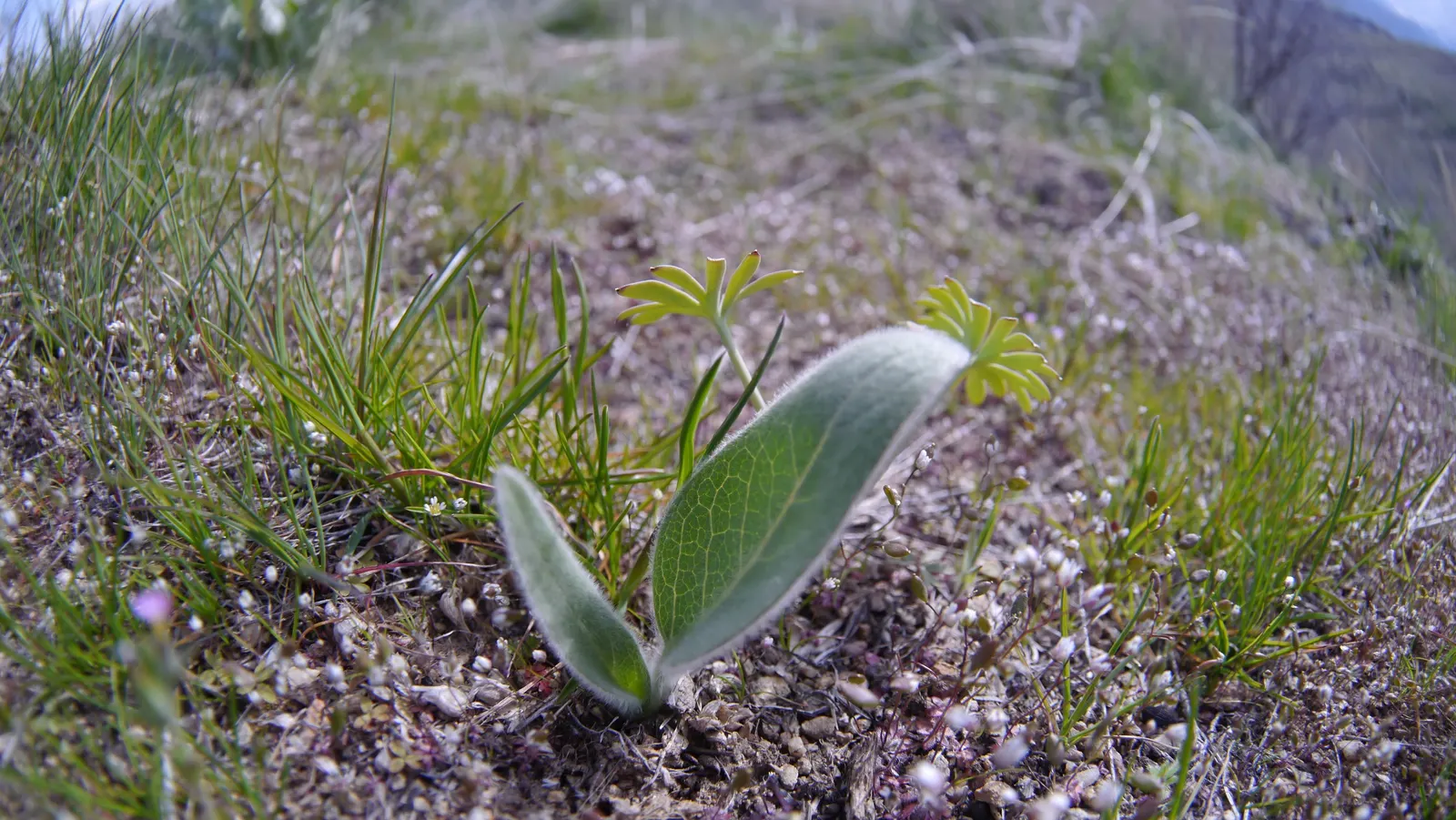 Arrowleaf Balsamroot. (Balsamorhiza Sagittata) — Drought-tolerant once established, it's a low-maintenance choice for naturalistic landscapes, image 97