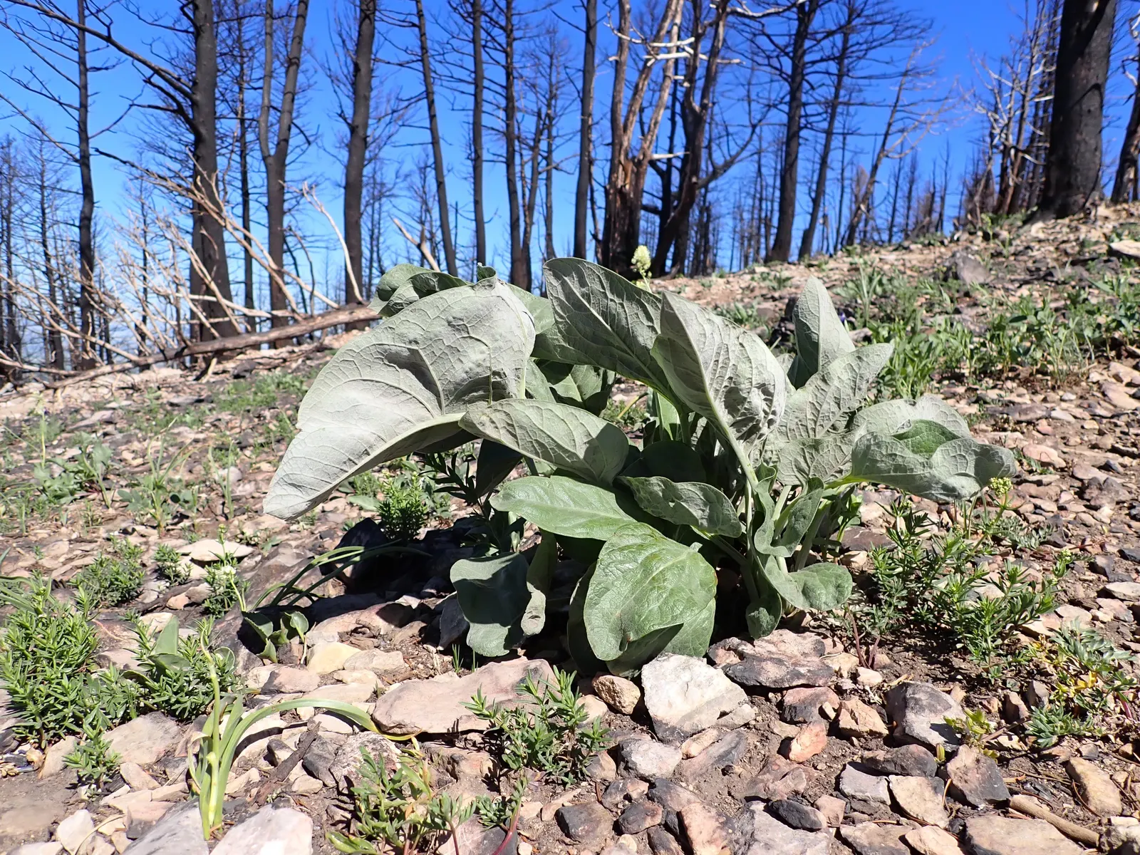 Arrowleaf Balsamroot. (Balsamorhiza Sagittata) — sunflower-like blooms that typically emerge from April to June; the foliage of the Arrowleaf, image 71