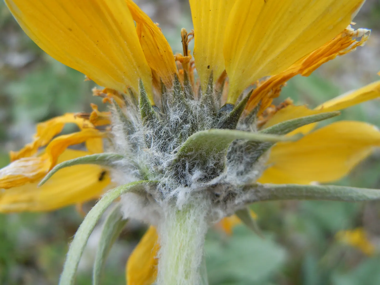Arrowleaf Balsamroot. (Balsamorhiza Sagittata) — atop stems reaching 1-2 feet tall; thriving in full sun and well-drained soils