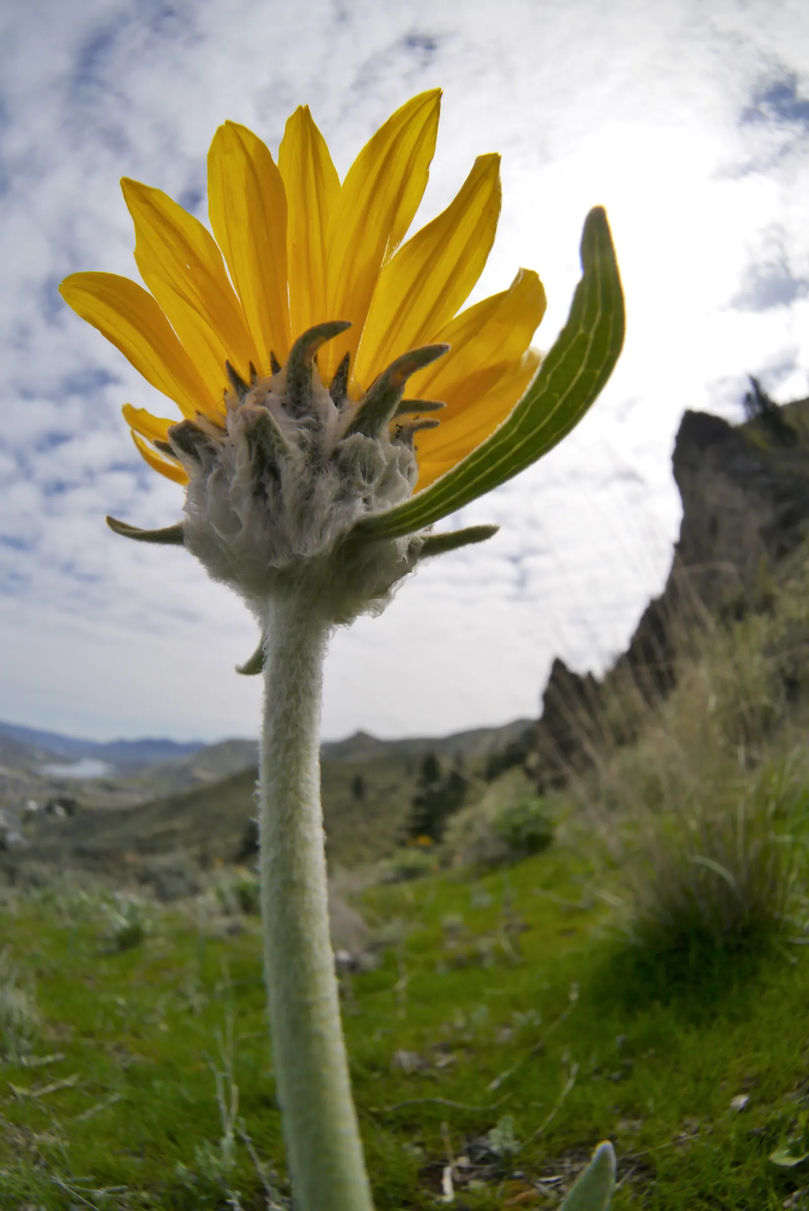 Arrowleaf Balsamroot. (Balsamorhiza Sagittata) — atop stems reaching 1-2 feet tall