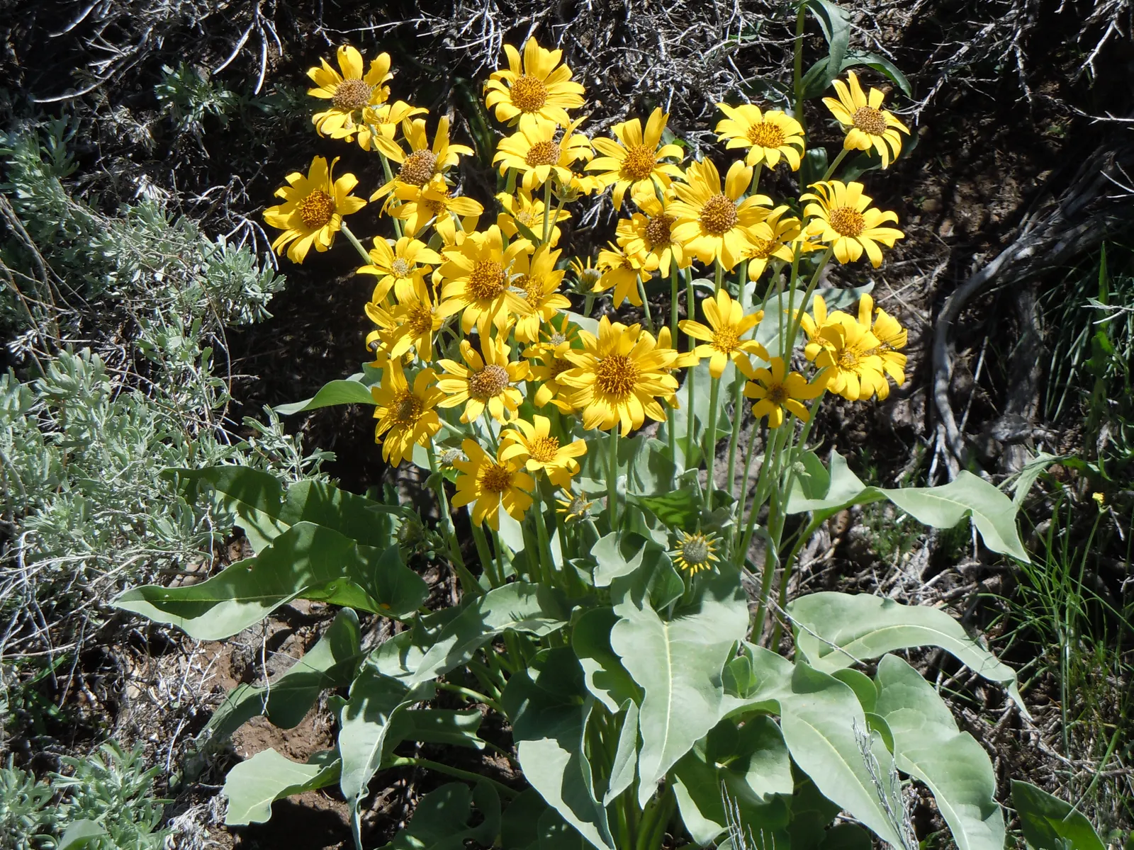 Arrowleaf Balsamroot. (Balsamorhiza Sagittata) — sunflower-like blooms that typically emerge from April to June; the foliage of the Arrowleaf Balsamroot is