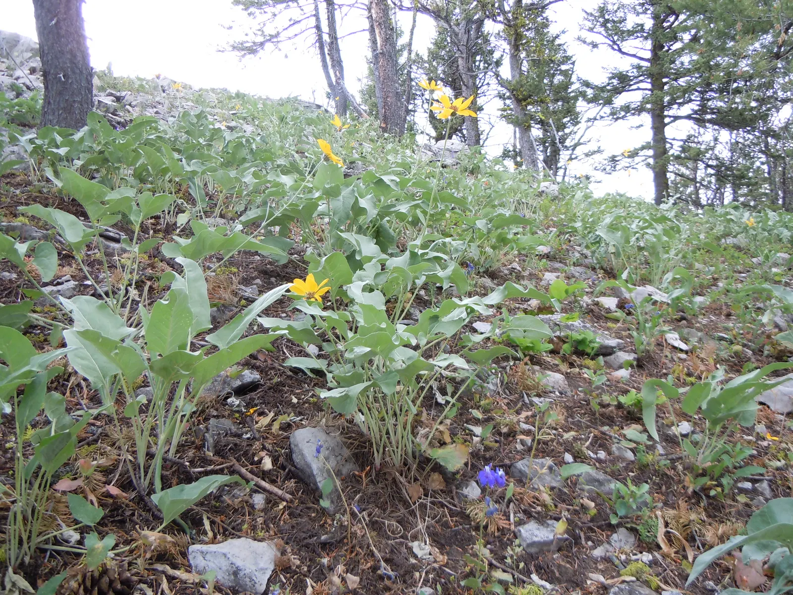 Arrowleaf Balsamroot. (Balsamorhiza Sagittata) — forming expansive and colorful drifts that add texture and warm hues to the garden setting; the, image 85