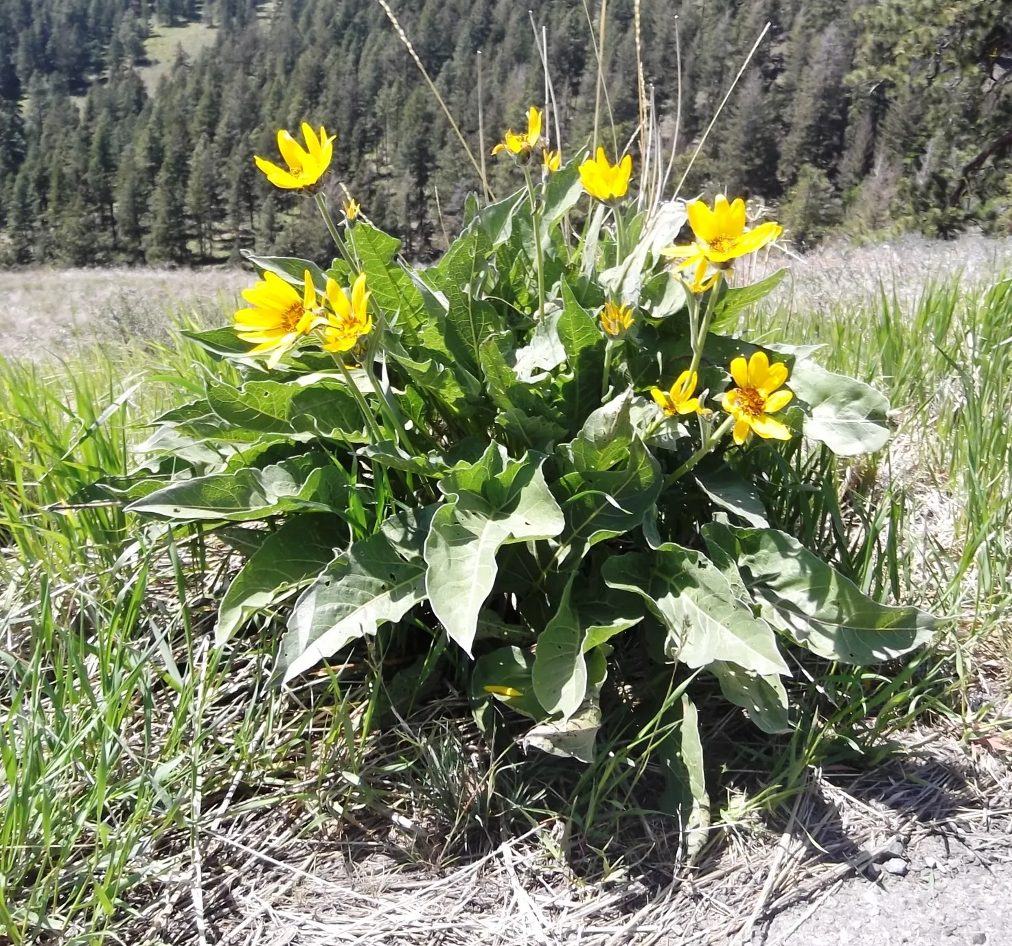 Arrowleaf Balsamroot. (Balsamorhiza Sagittata) — often stretching several feet into the soil; the leaves can grow up to a striking 12 inches long, image 80