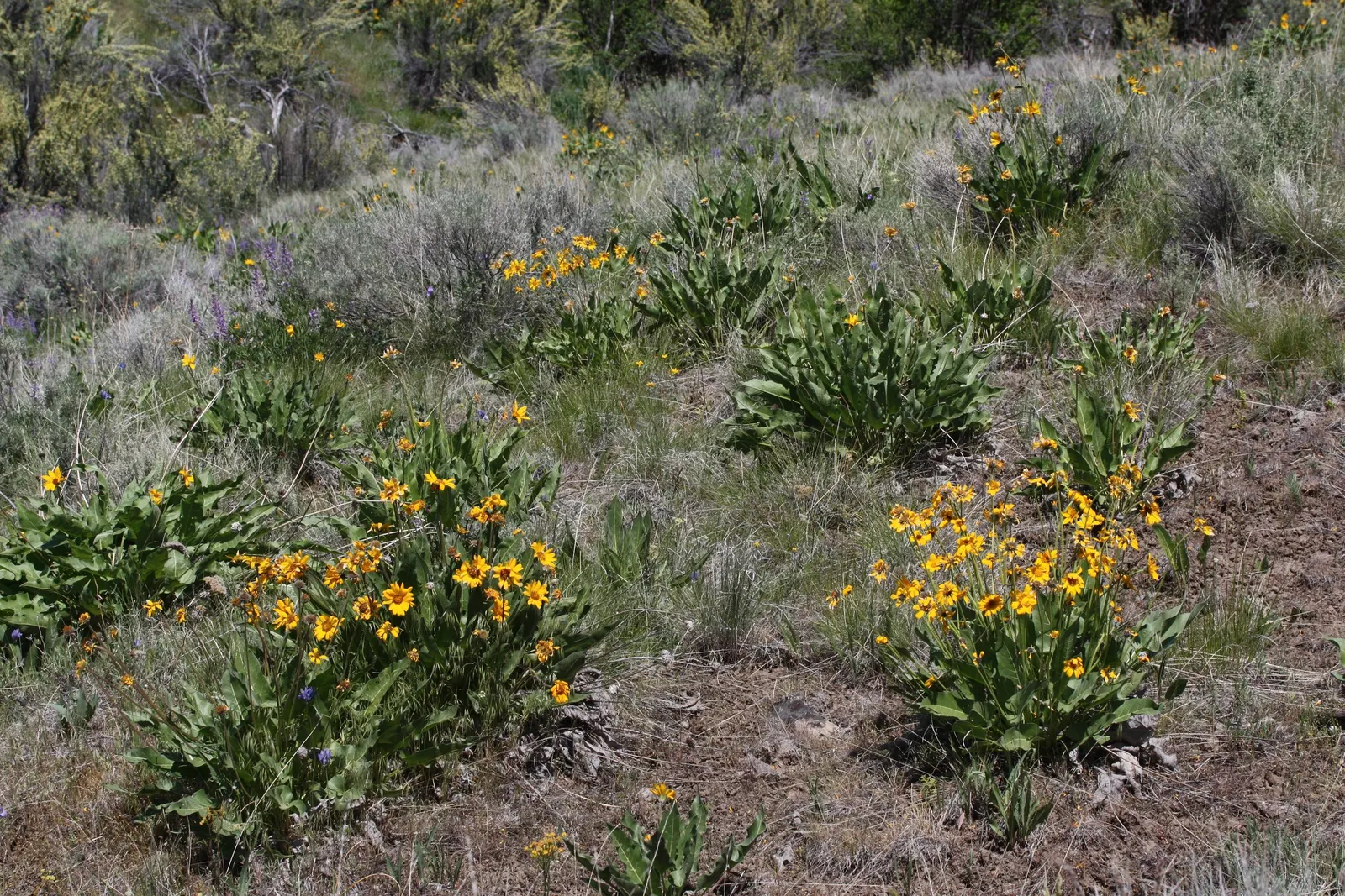 Arrowleaf Balsamroot. (Balsamorhiza Sagittata) — Drought-tolerant once established, it's a low-maintenance choice for naturalistic landscapes, image 67