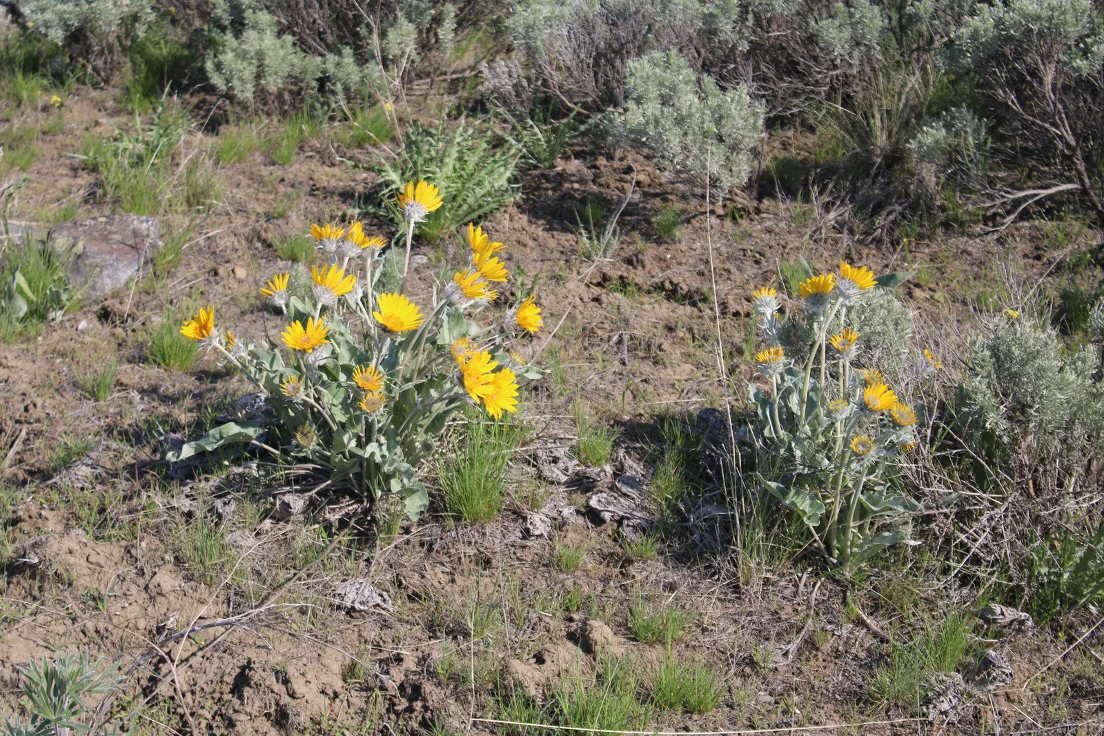 Arrowleaf Balsamroot. (Balsamorhiza Sagittata) — arrow-shaped leaves and bright; arrowleaf Balsamroot is an excellent choice for xeriscaping and, image 93