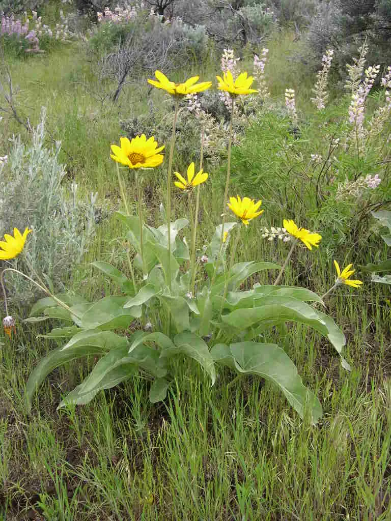 Arrowleaf Balsamroot. (Balsamorhiza Sagittata) — It is crucial to note that while the plant is low-maintenance; perennial with yellow blooms, image 86